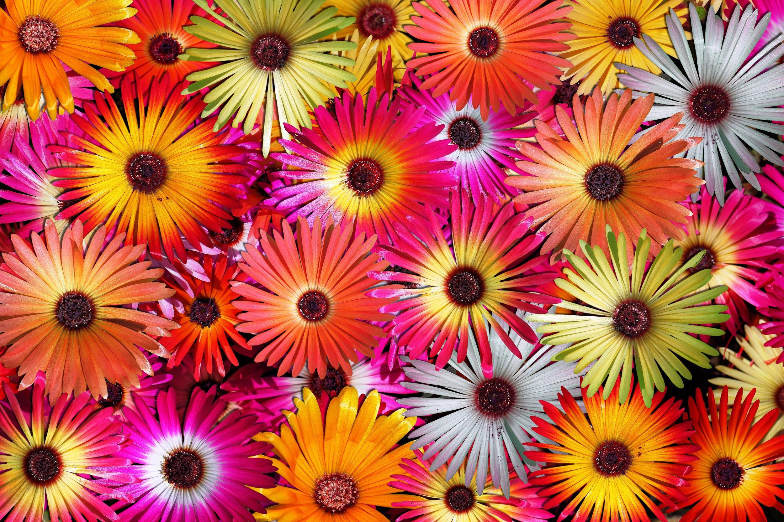 Handy-Wallpaper Blumen, Blume, Farben, Nahansicht, Bunt, Gänseblümchen, Erde/natur kostenlos herunterladen.