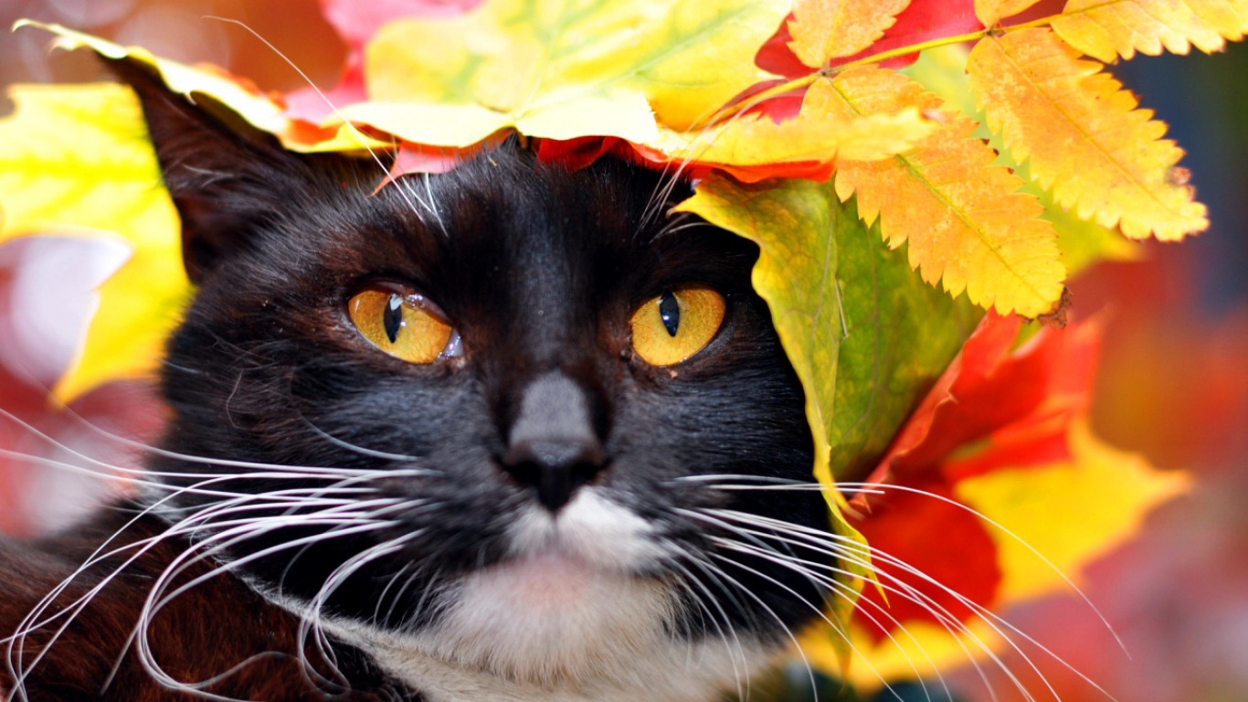 Handy-Wallpaper Katze, Katzen, Herbst, Tiere kostenlos herunterladen.