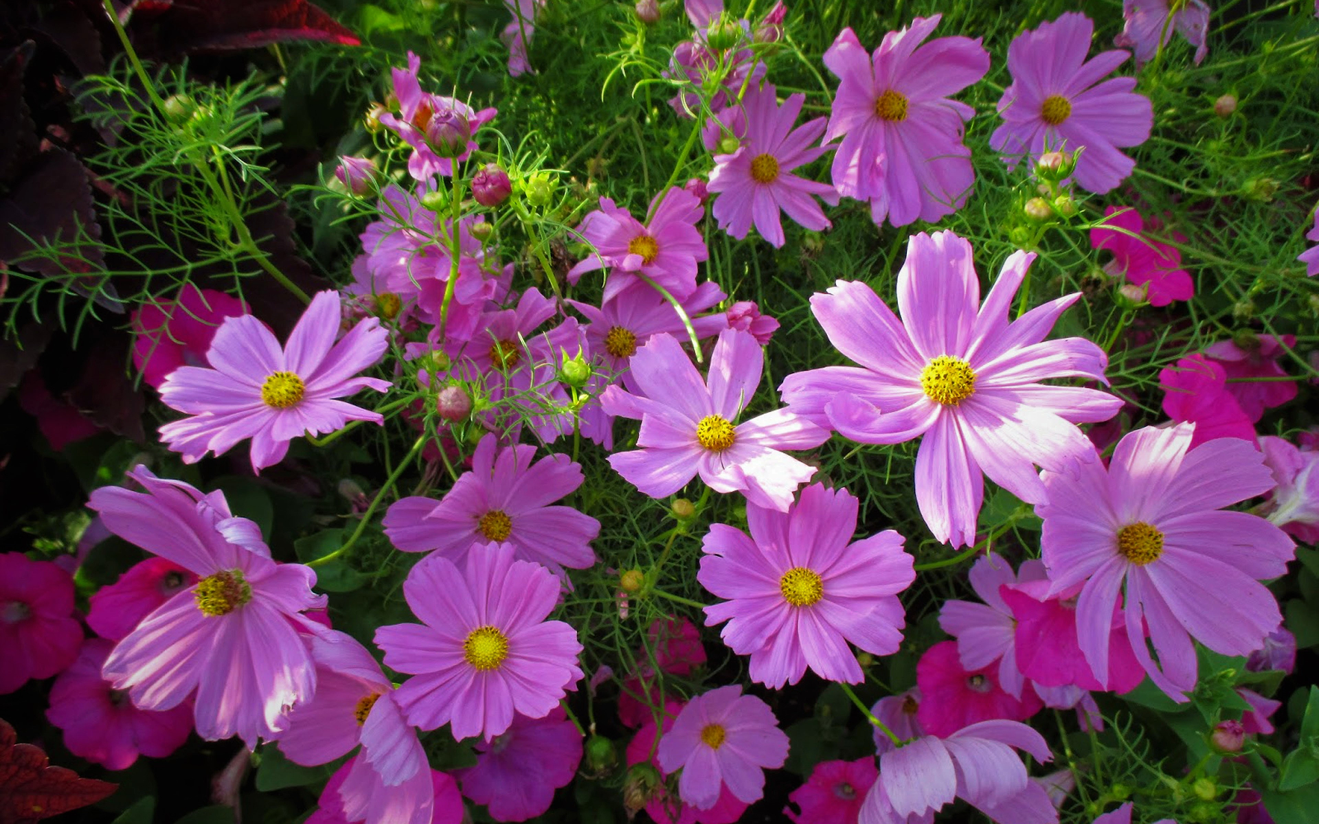 PCデスクトップに自然, フラワーズ, 宇宙, 花, 地球, 春, ピンクの花画像を無料でダウンロード
