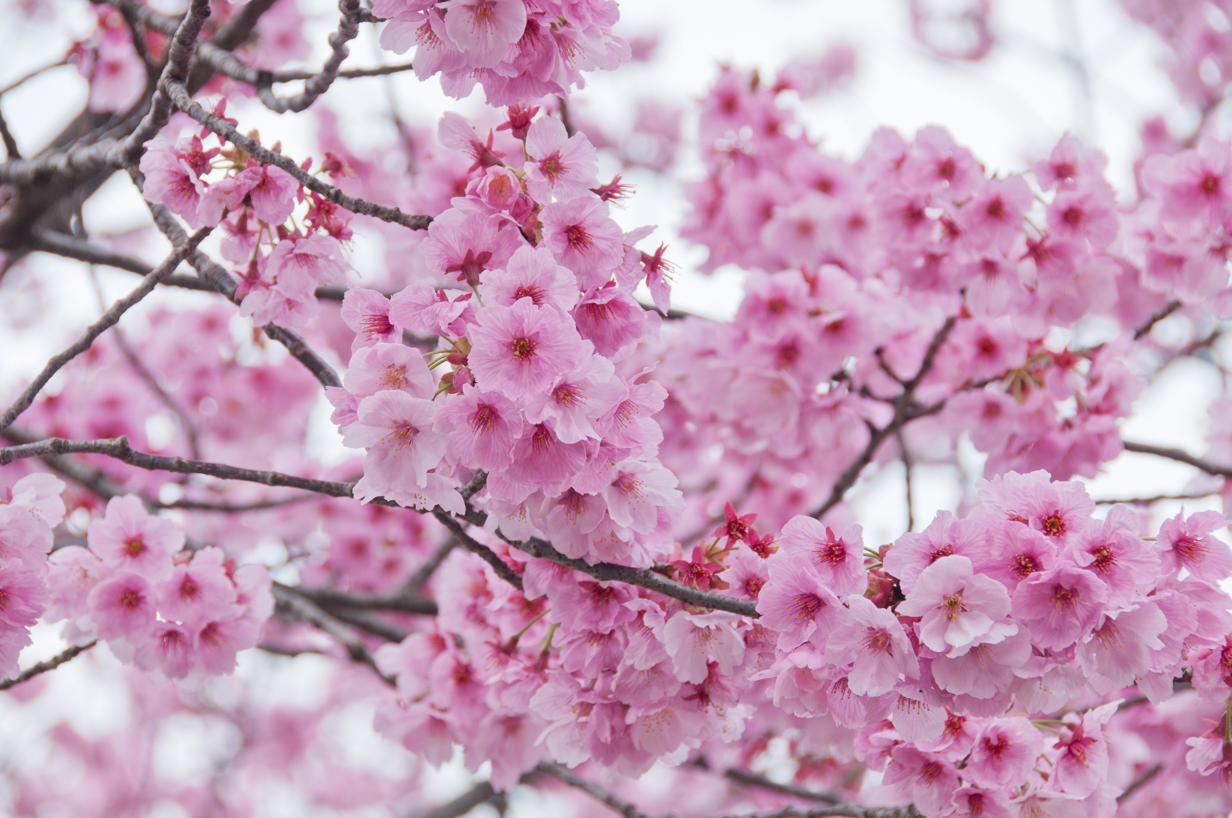 Скачать обои бесплатно Сакура, Ветка, Весна, Цветущие, Земля/природа картинка на рабочий стол ПК