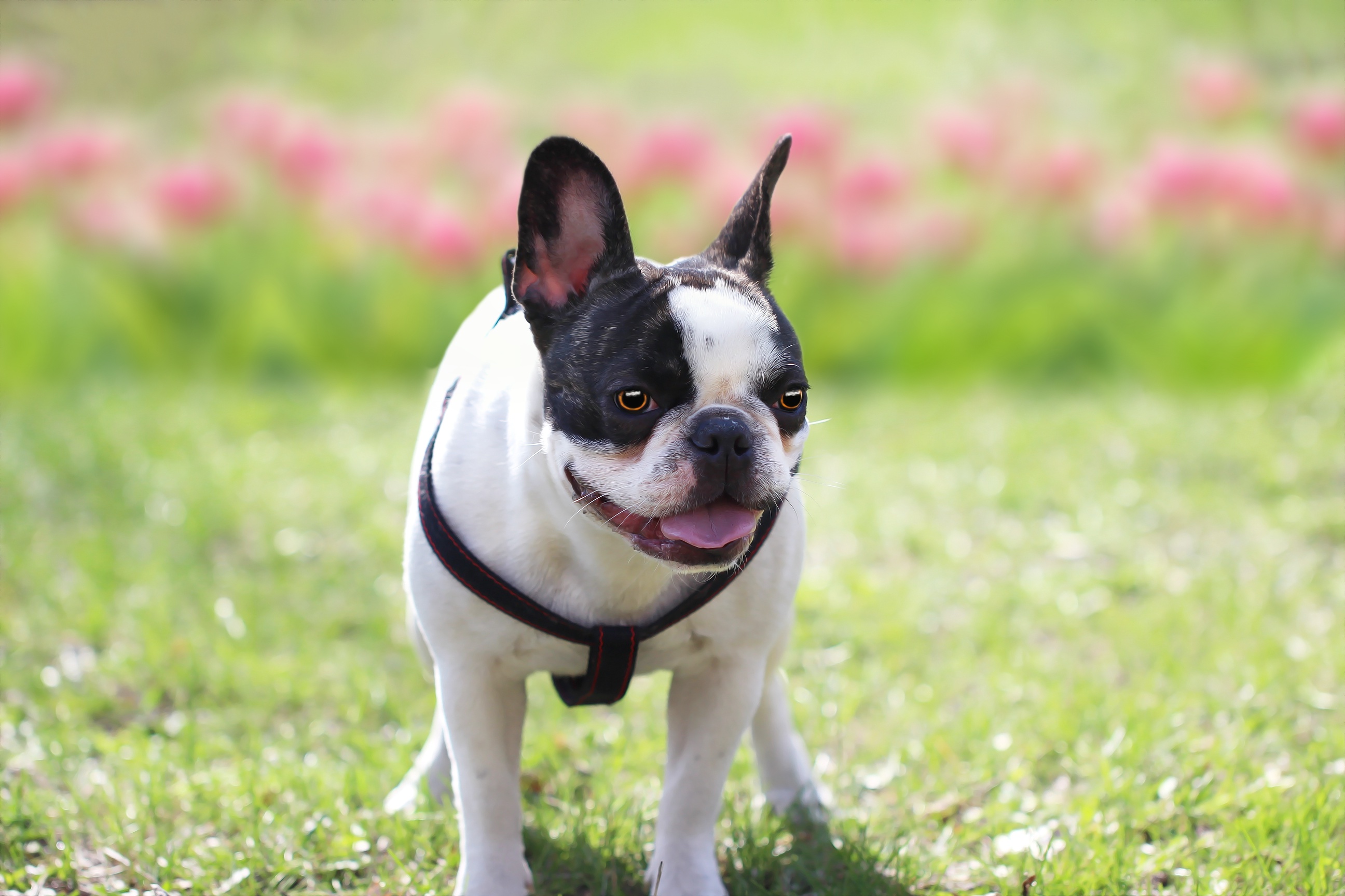 Free download wallpaper Dogs, Animal, French Bulldog on your PC desktop