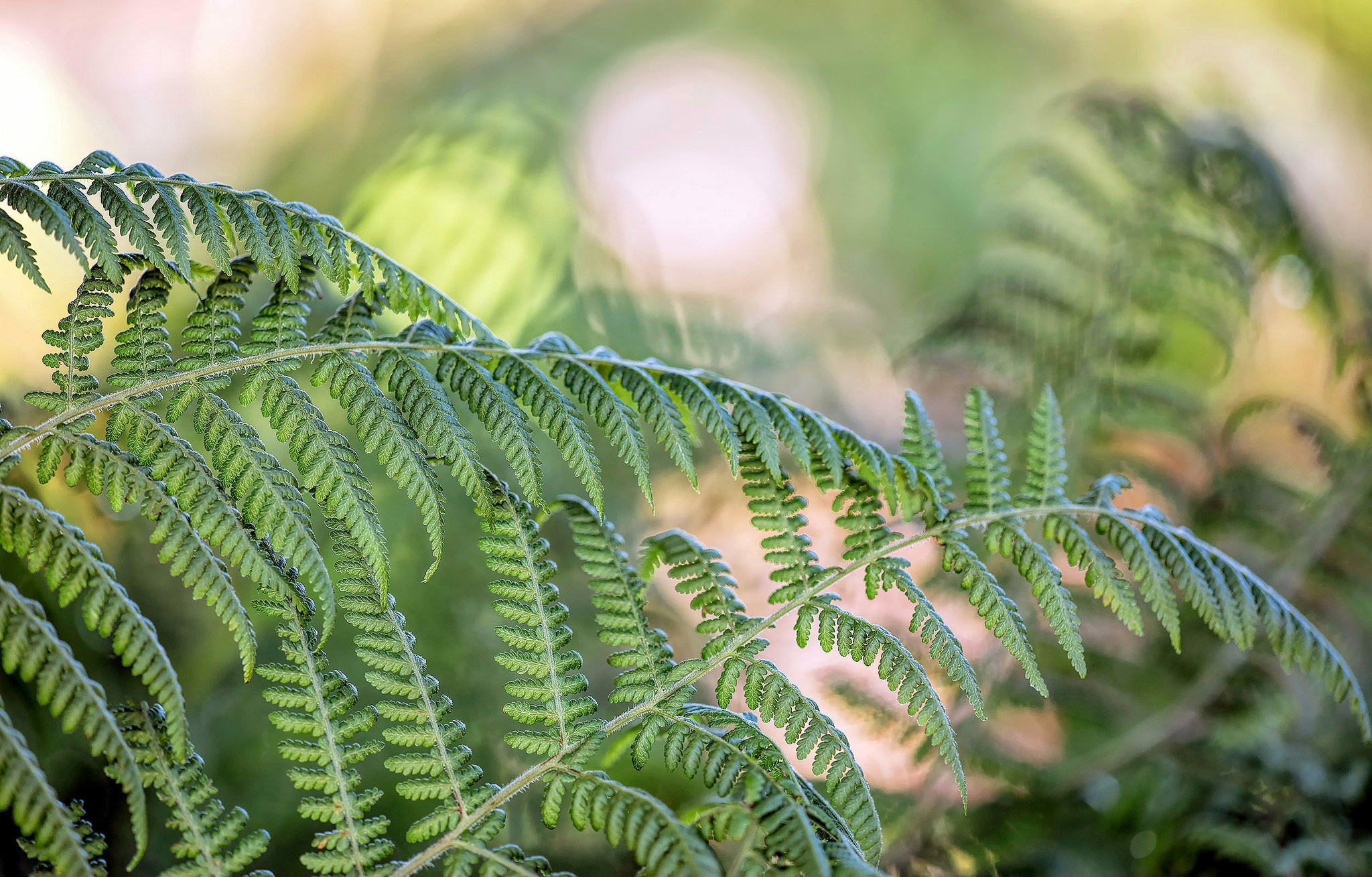 Download mobile wallpaper Nature, Fern, Earth, Bokeh for free.