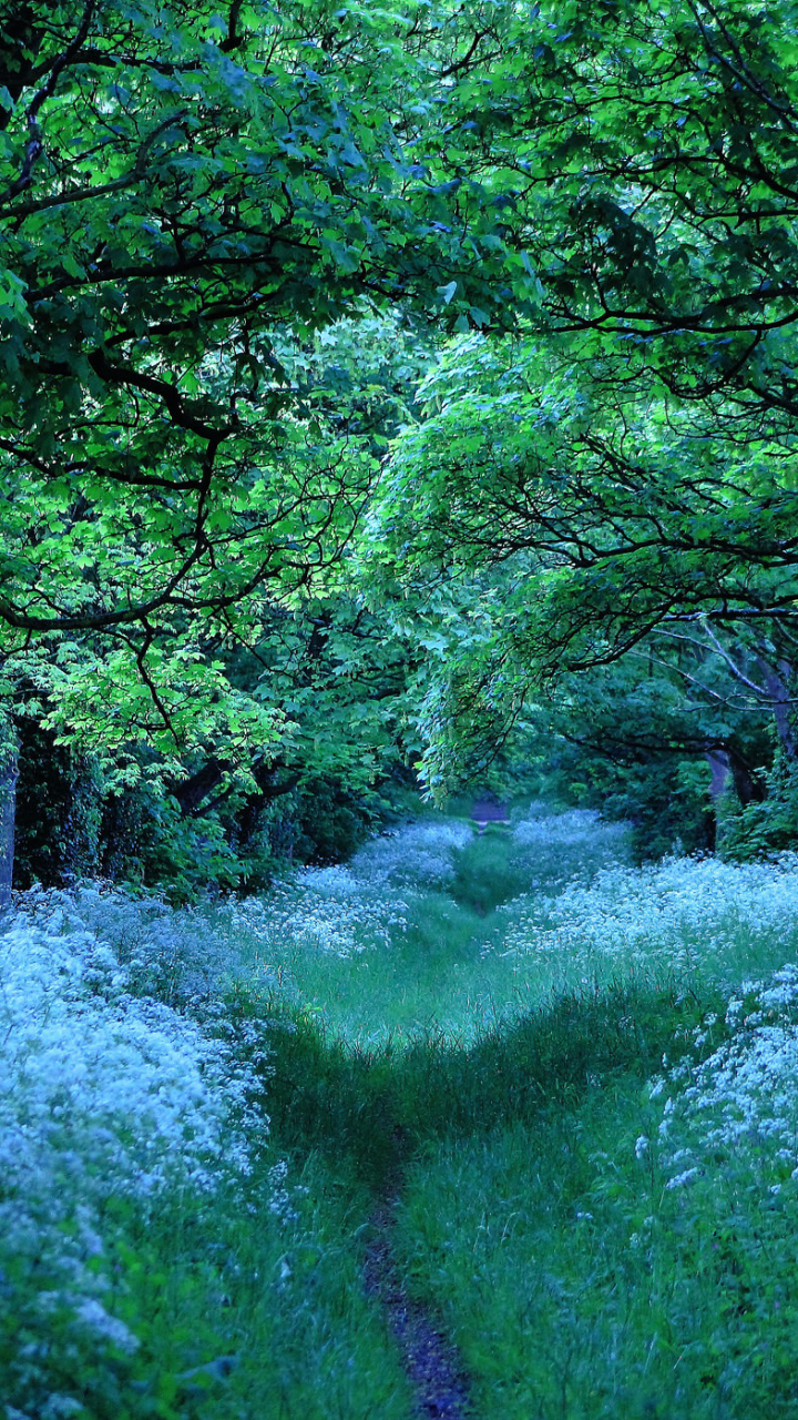 Descarga gratuita de fondo de pantalla para móvil de Flor, Bosque, Árbol, Tierra, Tierra/naturaleza.