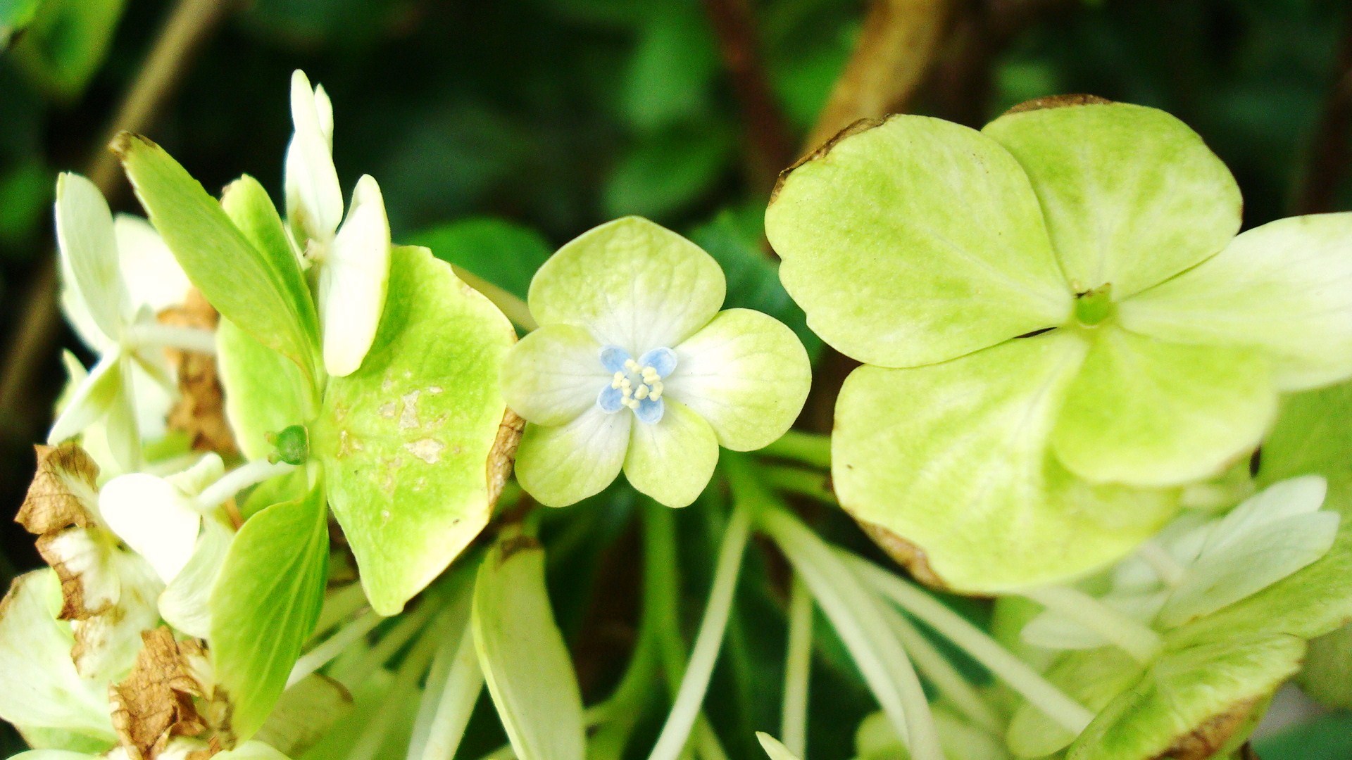 Handy-Wallpaper Blumen, Blume, Erde/natur kostenlos herunterladen.