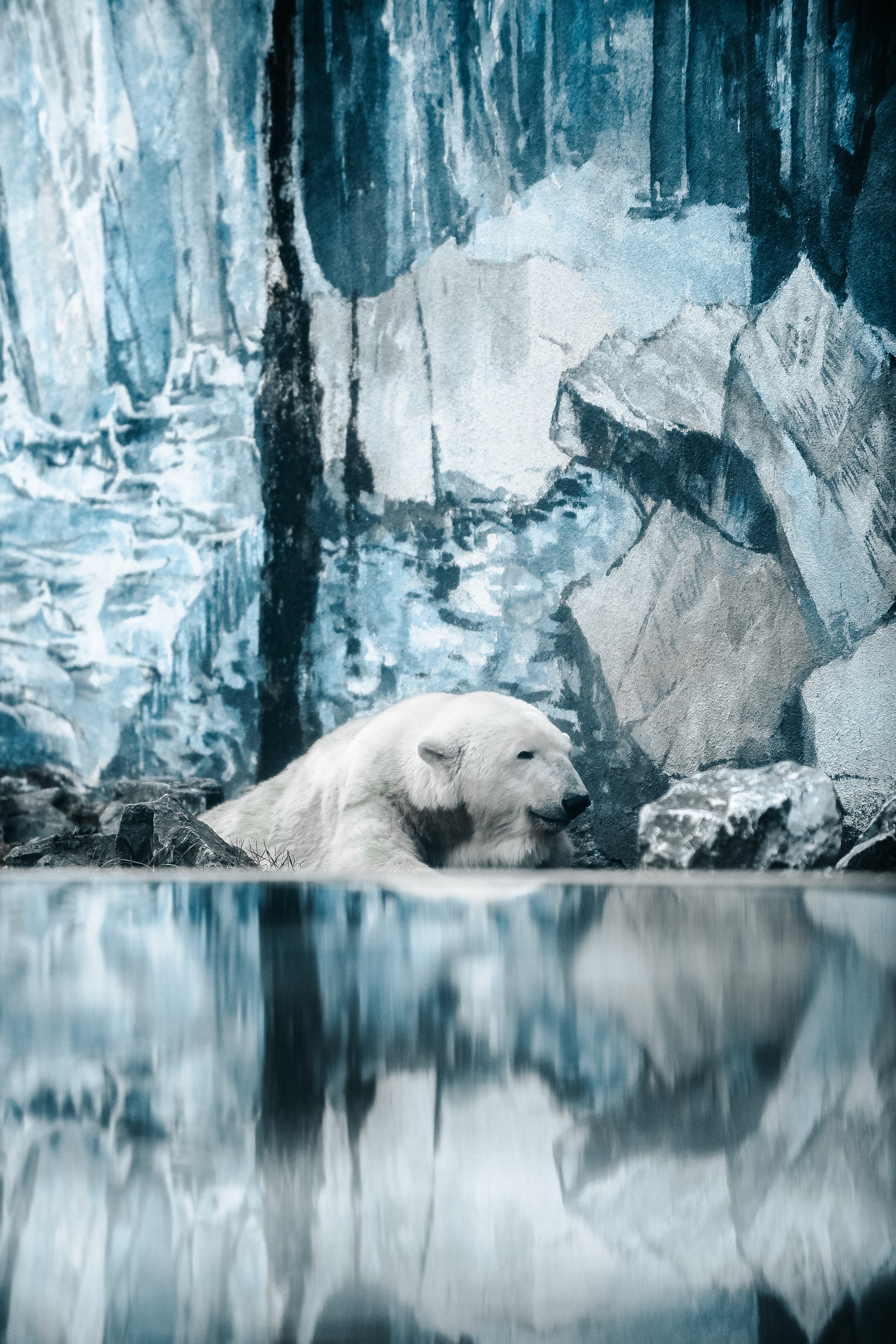 146591壁紙のダウンロード動物, 水, くま, 熊, ホッキョクグマ, 北極熊-スクリーンセーバーと写真を無料で