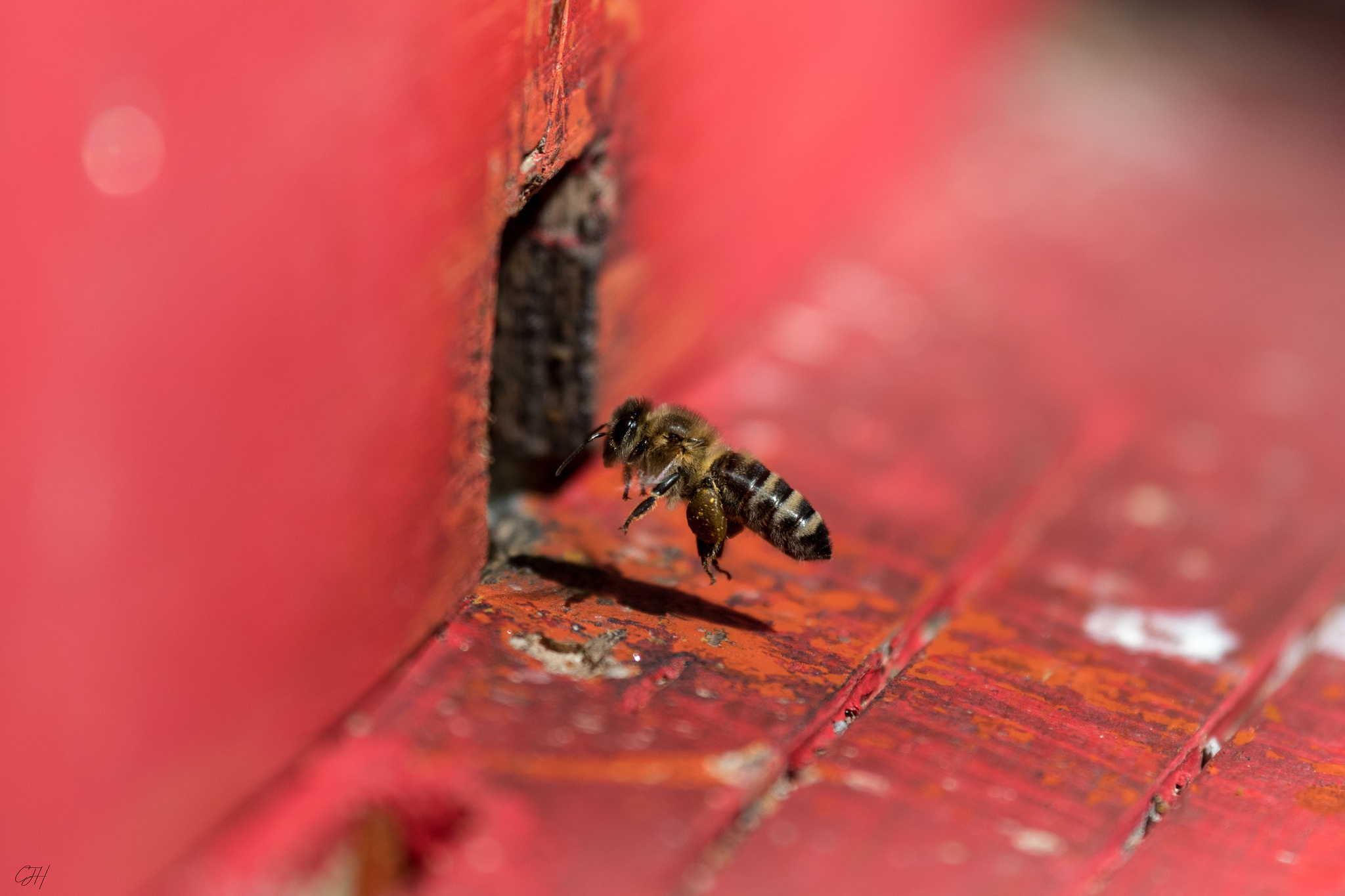 Handy-Wallpaper Tiere, Insekten, Makro, Insekt, Biene kostenlos herunterladen.