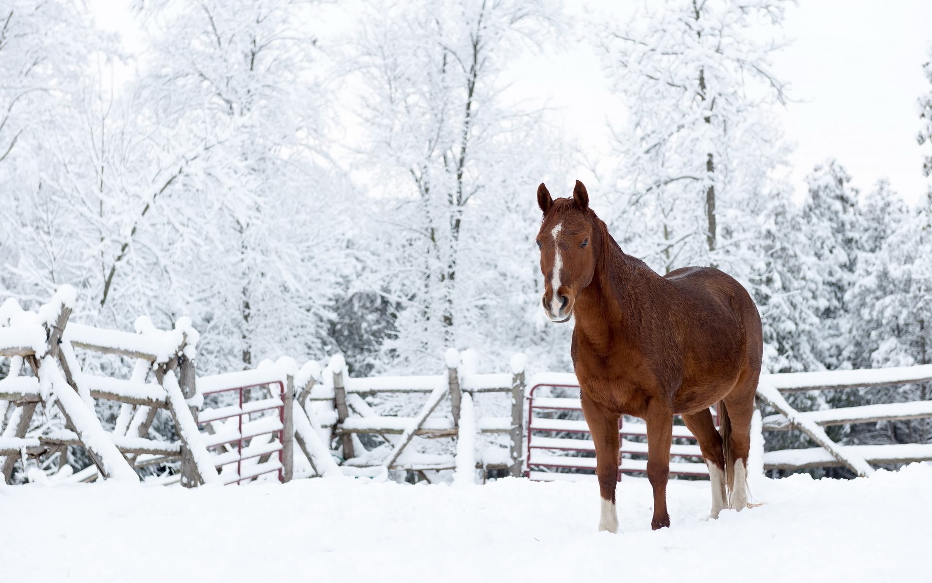 Descarga gratuita de fondo de pantalla para móvil de Animales, Caballo.