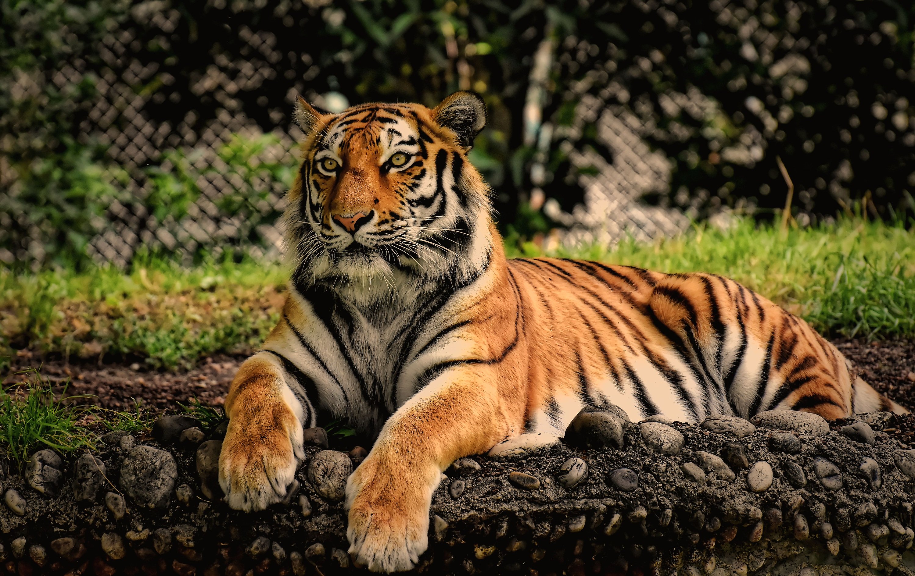 Téléchargez des papiers peints mobile Animaux, Chats, Tigre gratuitement.