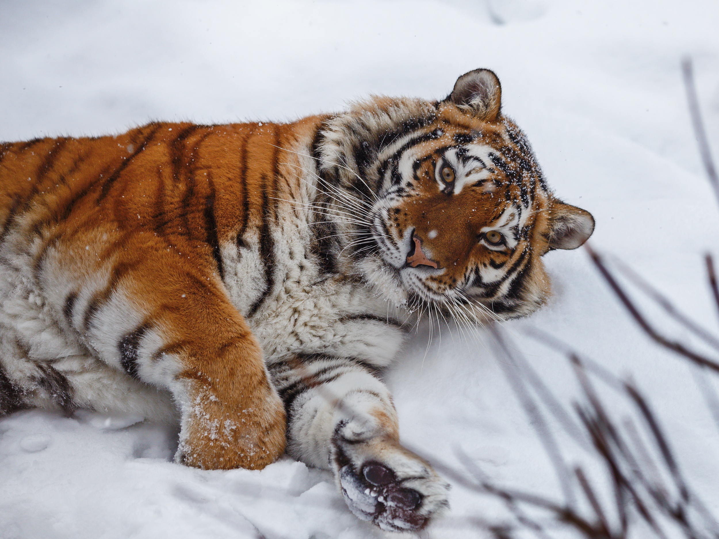 Скачать обои бесплатно Животные, Снег, Тигр, Кошки картинка на рабочий стол ПК