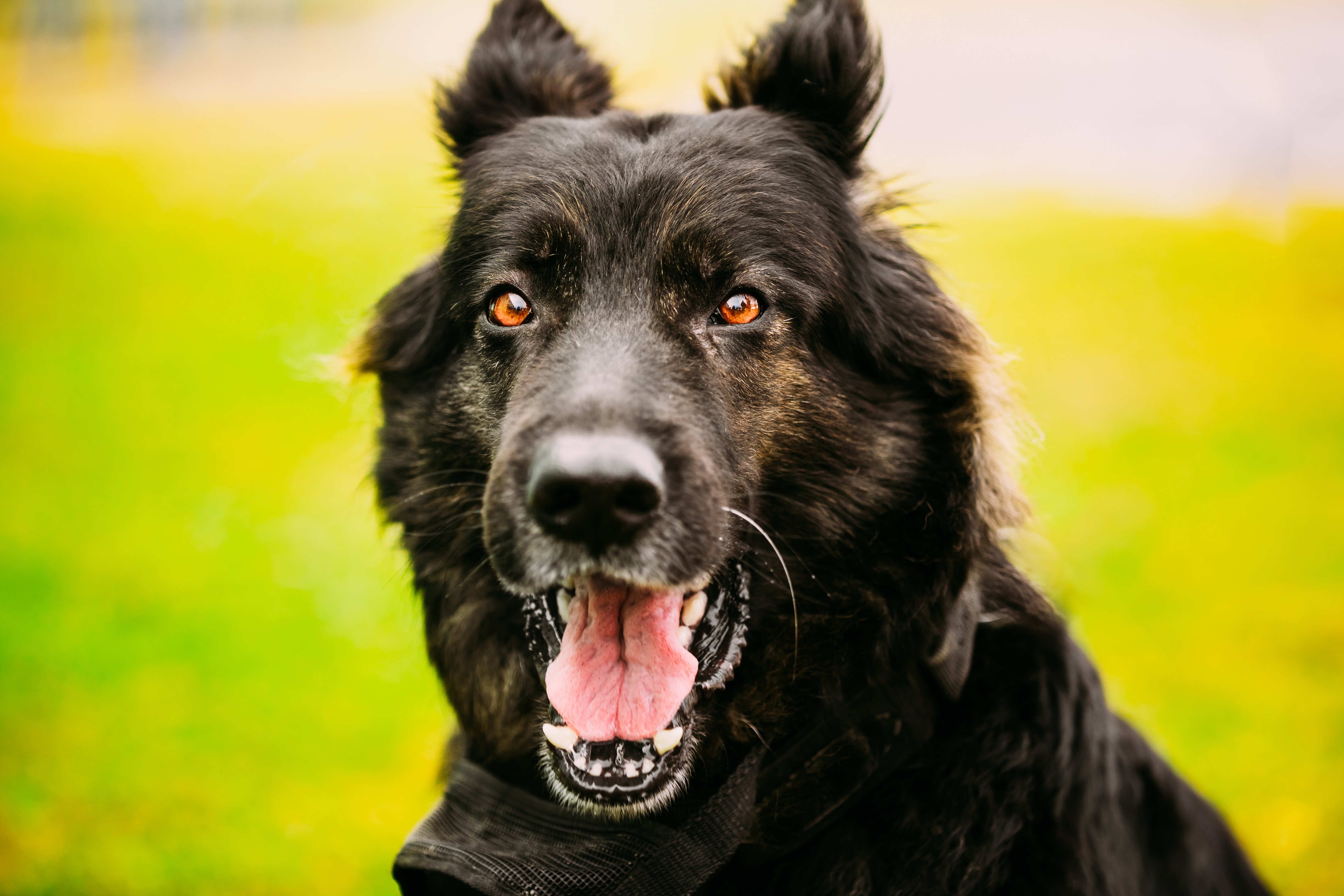 Download mobile wallpaper Dogs, Dog, Muzzle, Animal, German Shepherd for free.
