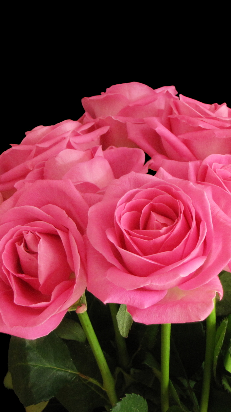 Download mobile wallpaper Flowers, Flower, Rose, Earth, Pink Flower for free.