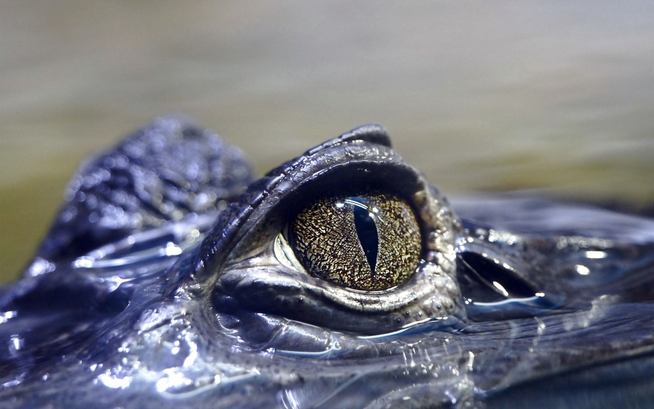 138763 скачать картинку крокодил, животные, глаз, опасный - обои и заставки бесплатно