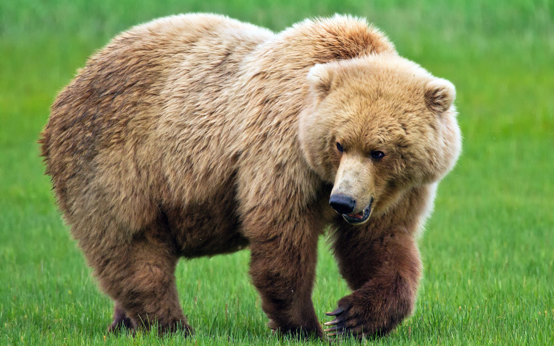 Descarga gratuita de fondo de pantalla para móvil de Animales, Oso.