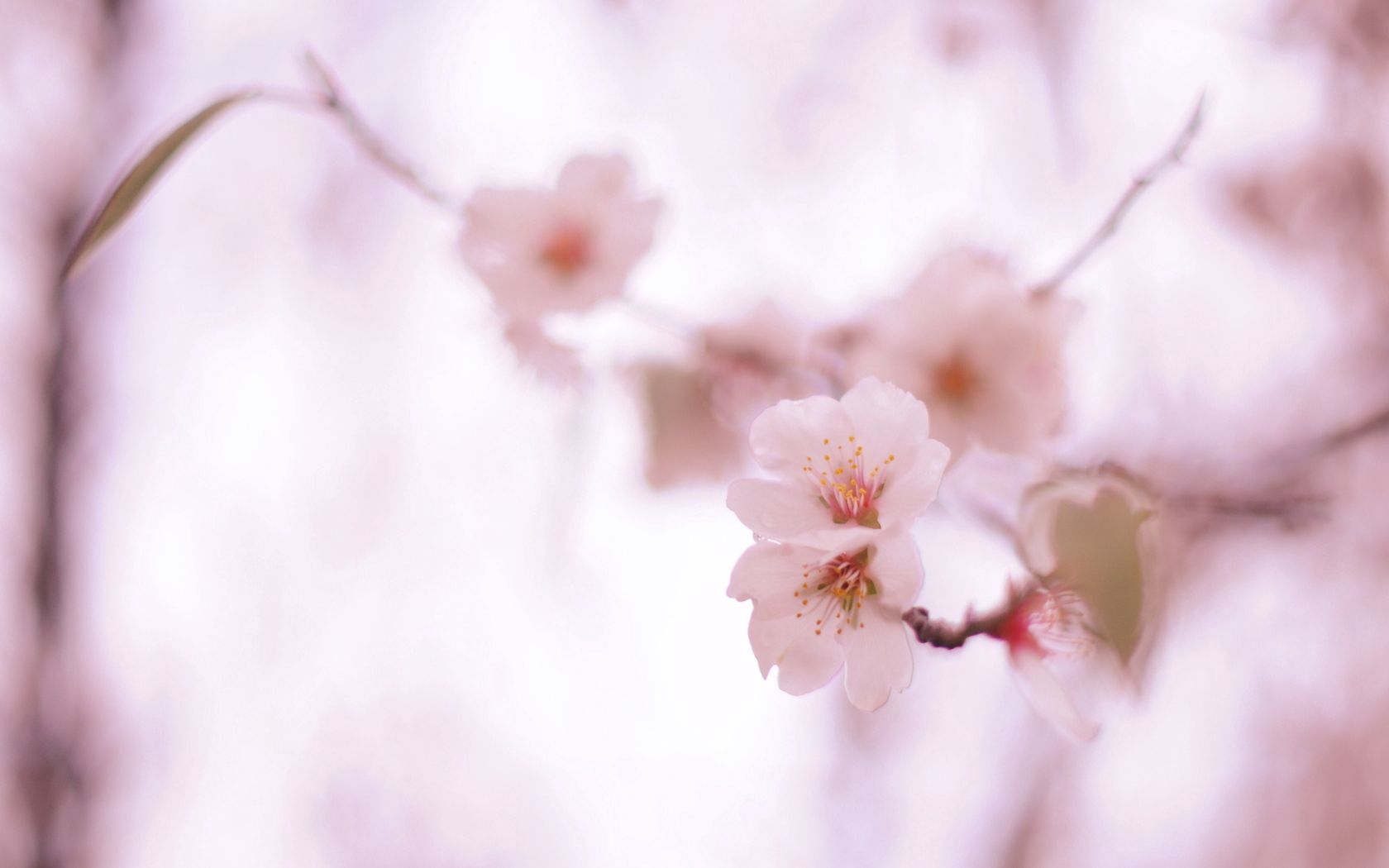 Free download wallpaper Spring, Flowers, Macro, Plant, Bloom, Flowering on your PC desktop