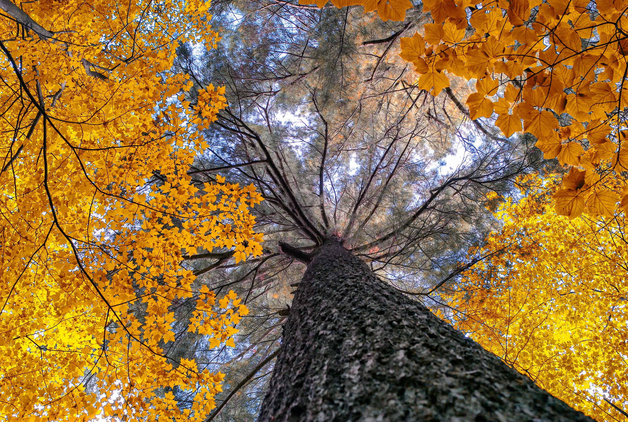 Скачать картинку Природа, Деревья, Осень, Дерево, Ветка, Земля/природа, Верхушки Деревьев в телефон бесплатно.