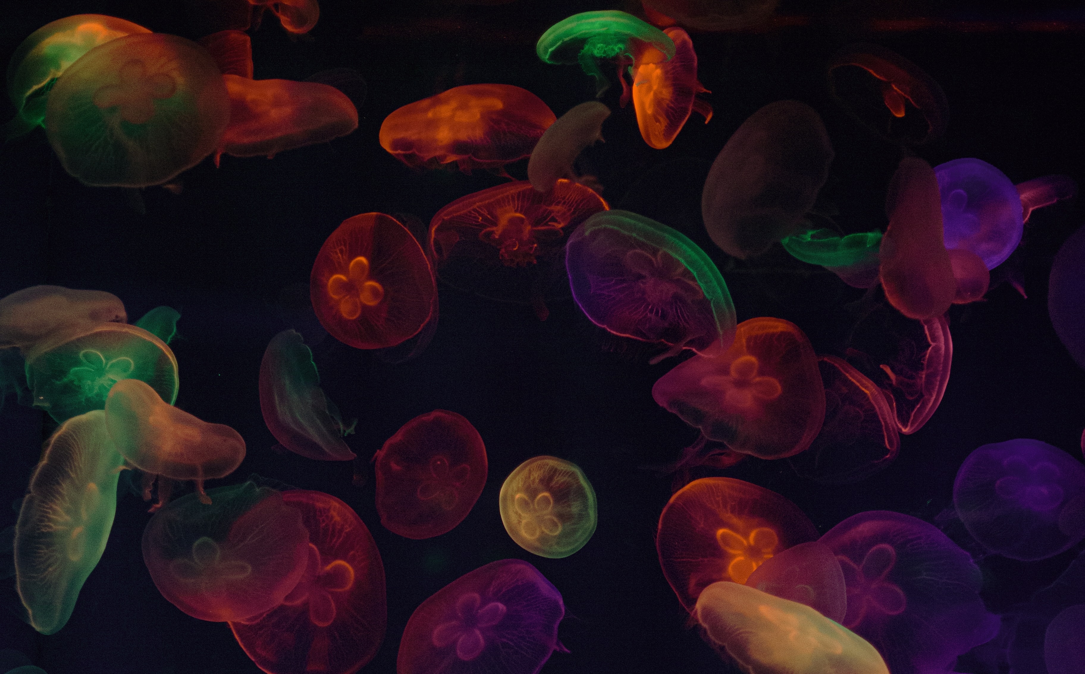 150579 télécharger l'image tentacules, jellyfish, sombre, multicolore, hétéroclite - fonds d'écran et économiseurs d'écran gratuits