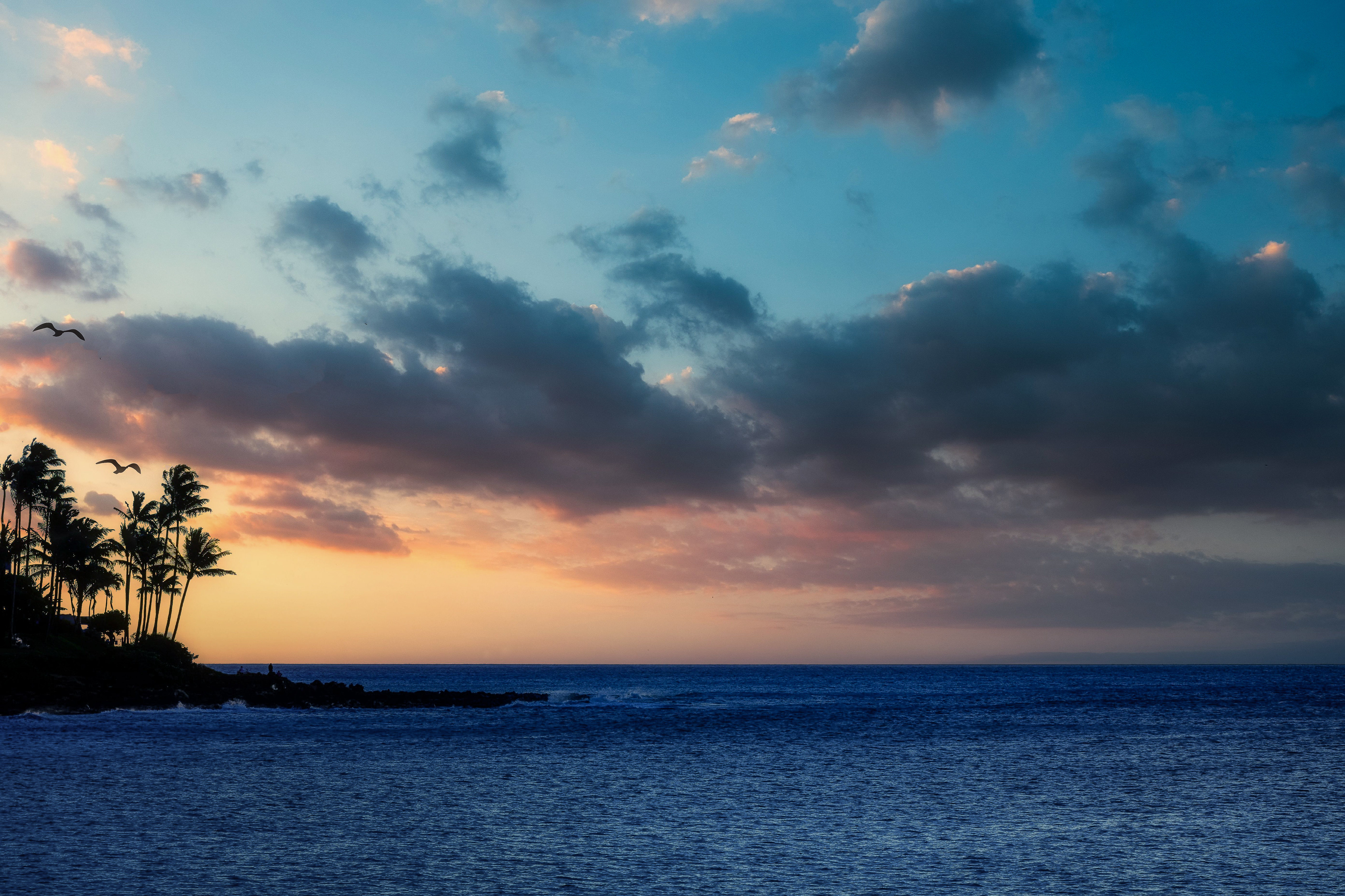 sea, nature, palm, island Image for desktop