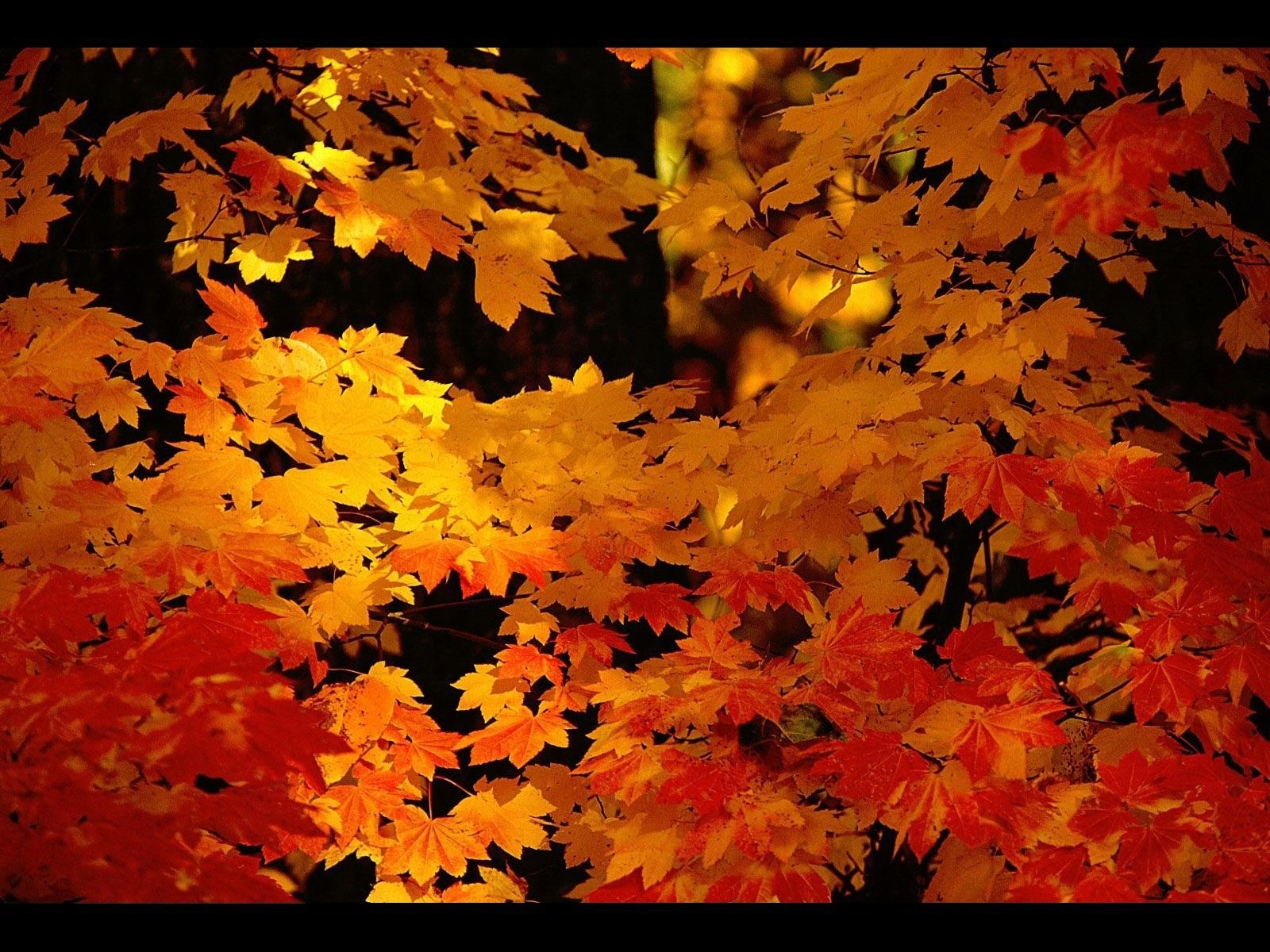 Download mobile wallpaper Leaves, Plants, Landscape, Autumn for free.