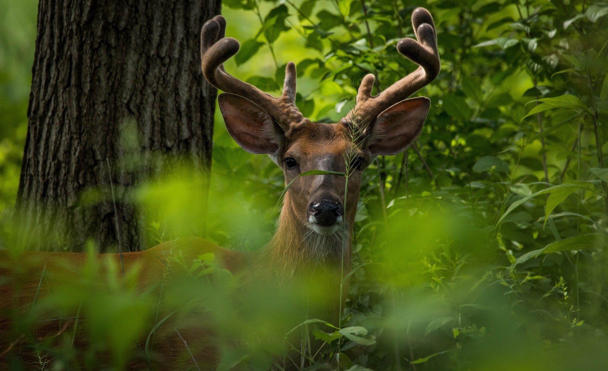 Laden Sie das Tiere, Hirsch, Starren-Bild kostenlos auf Ihren PC-Desktop herunter