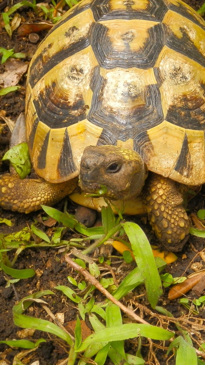 Download mobile wallpaper Turtles, Animal, Turtle for free.