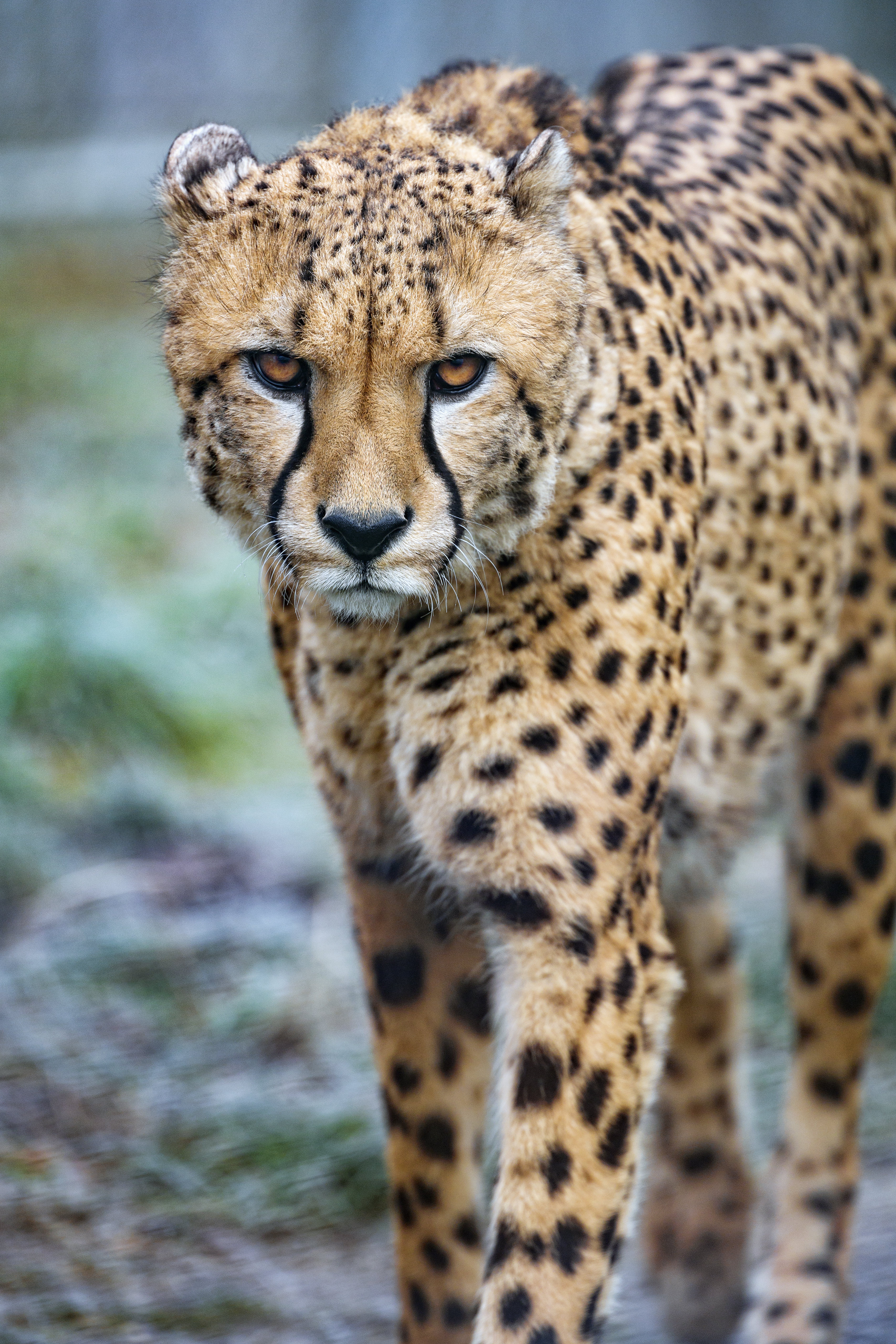 103436 скачать обои гепард, хищник, пятна, животные, большая кошка, взгляд - заставки и картинки бесплатно
