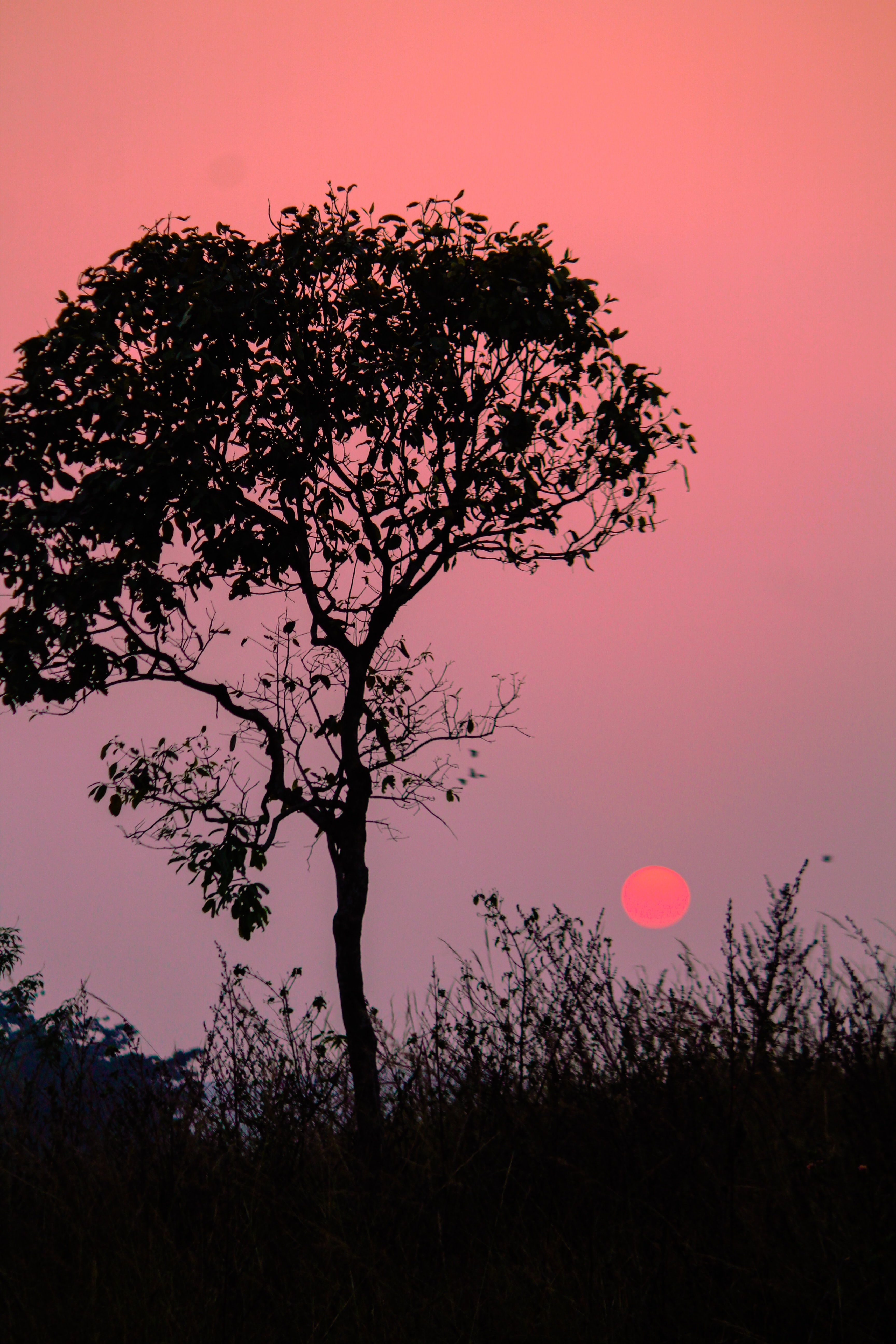twilight, nature, sunset, silhouette, wood, tree, dusk Image for desktop