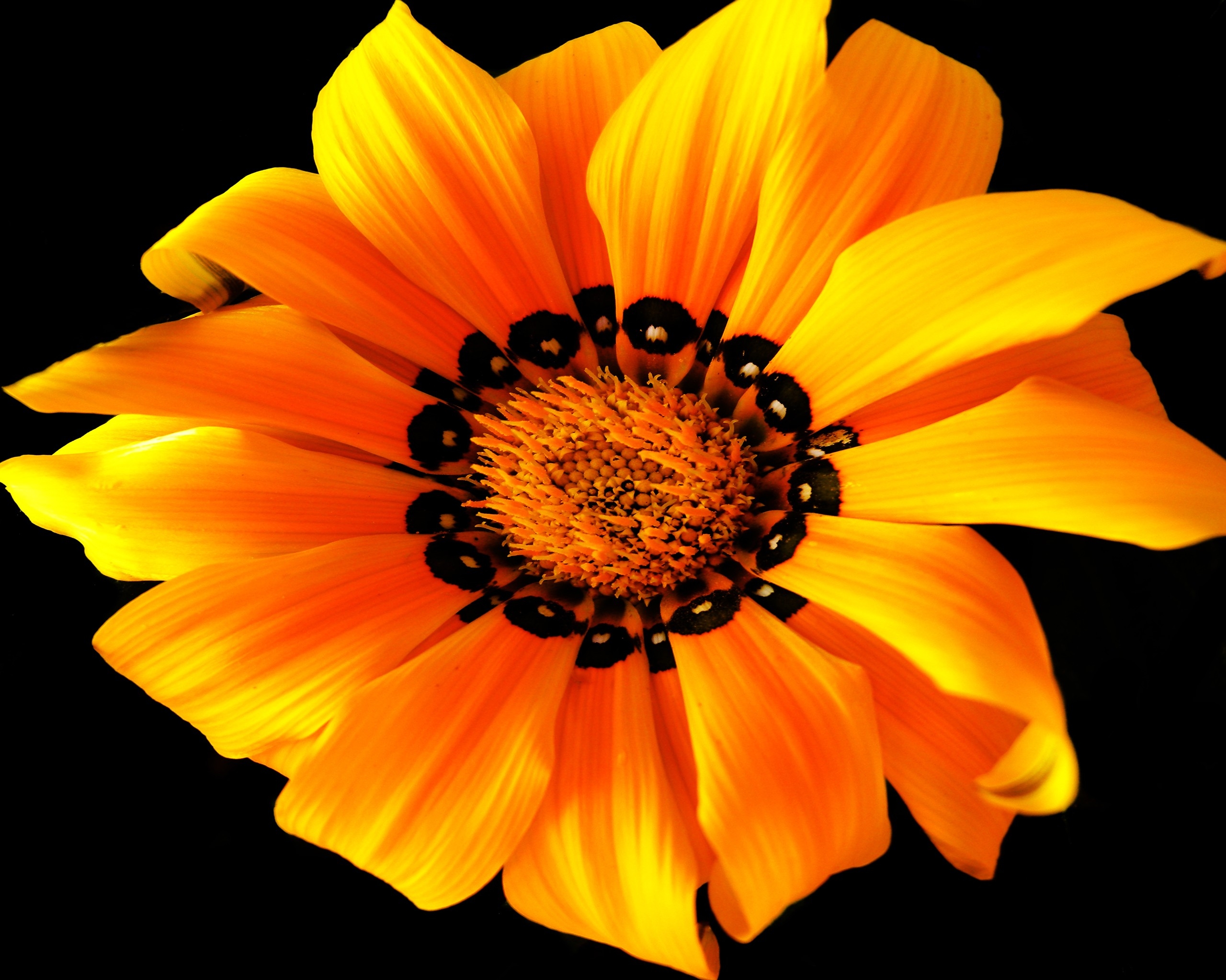 Free download wallpaper Flowers, Light, Petals, Light Coloured, Flower on your PC desktop