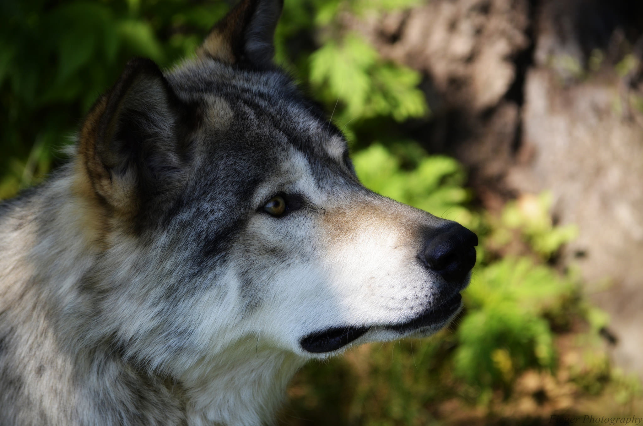 Download mobile wallpaper Muzzle, Close Up, Wolf, Animal, Wolves for free.