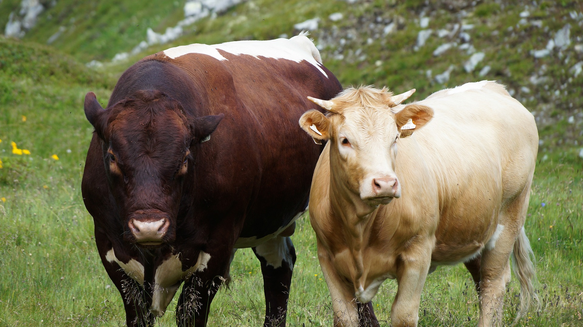 808788 скачать обои корова, животные, крупный рогатый скот - заставки и картинки бесплатно