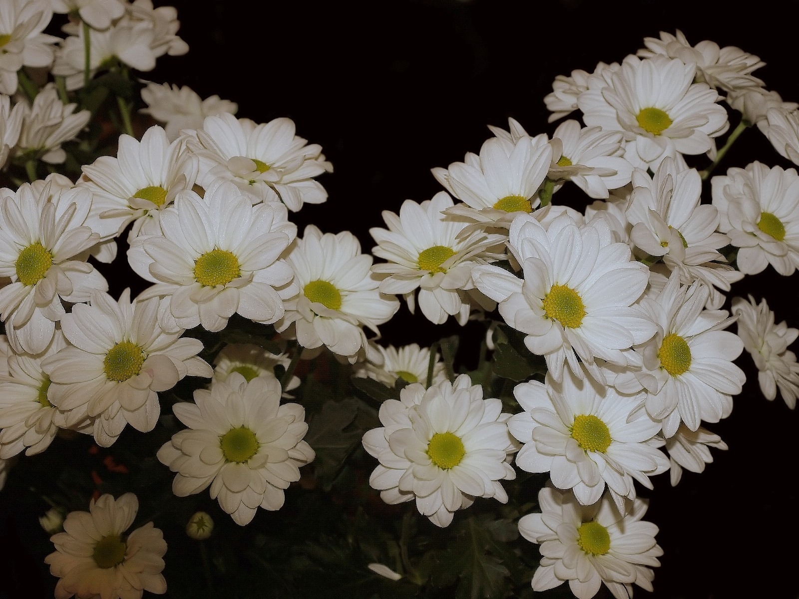 PCデスクトップに植物, フラワーズ, 菊画像を無料でダウンロード