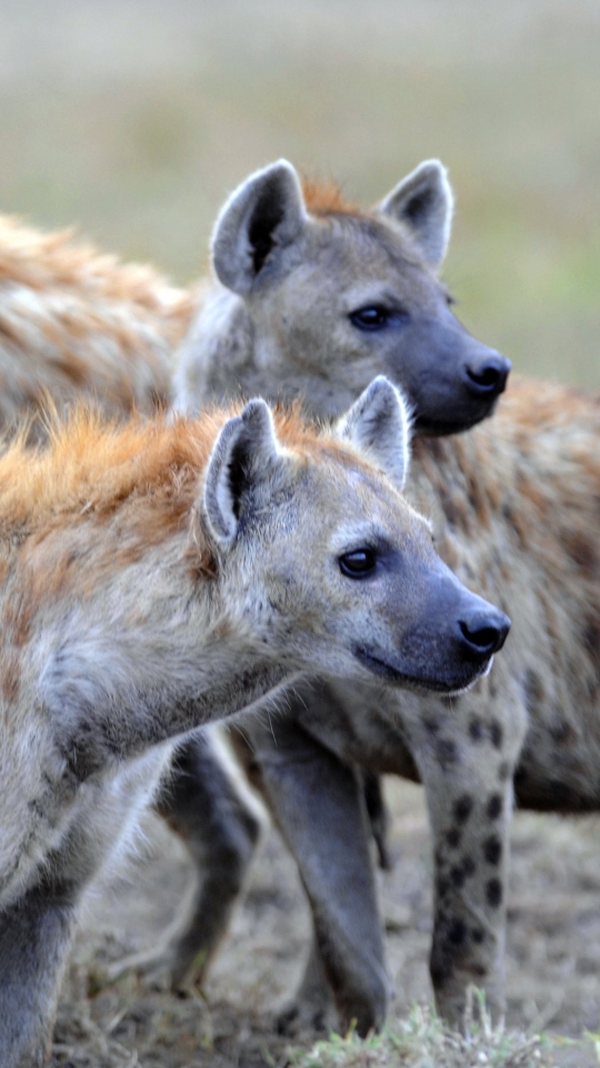 1356401 baixar papel de parede animais, hiena malhada - protetores de tela e imagens gratuitamente