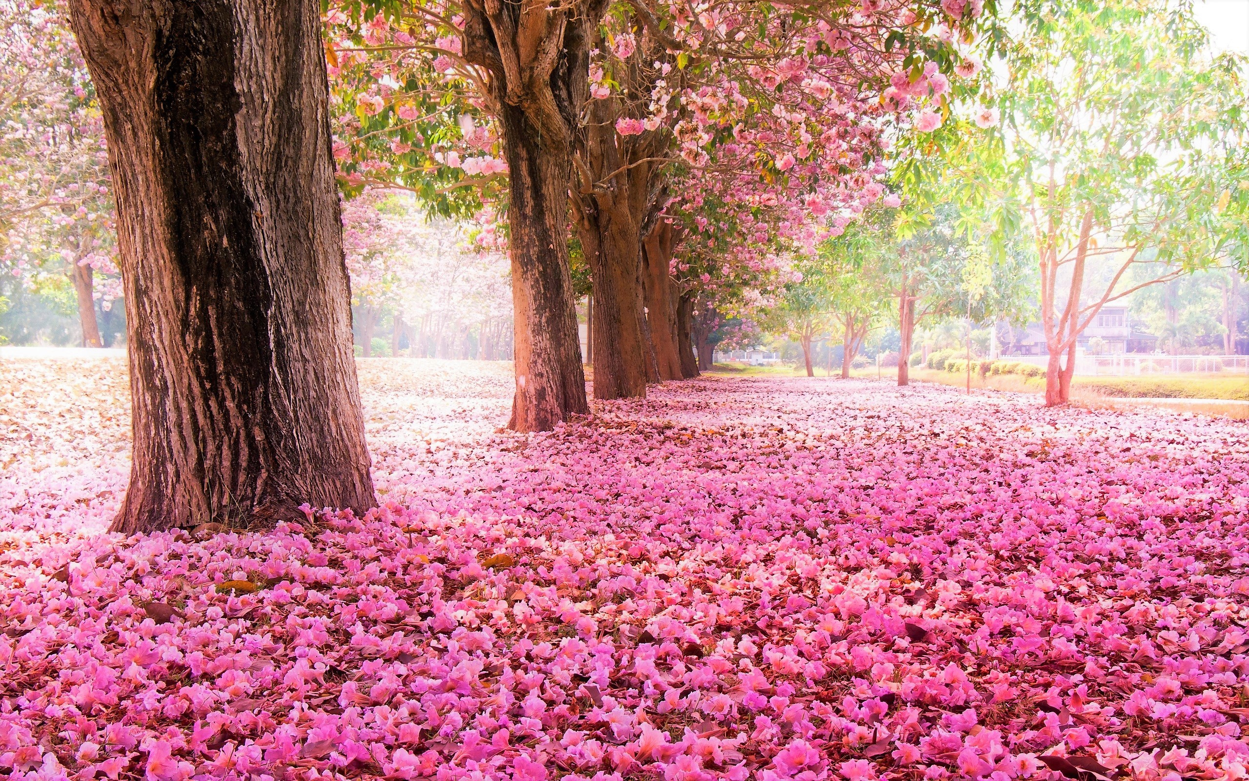 PCデスクトップに木, 花, 公園, 地球, 花弁, ピンクの花, 並木道画像を無料でダウンロード