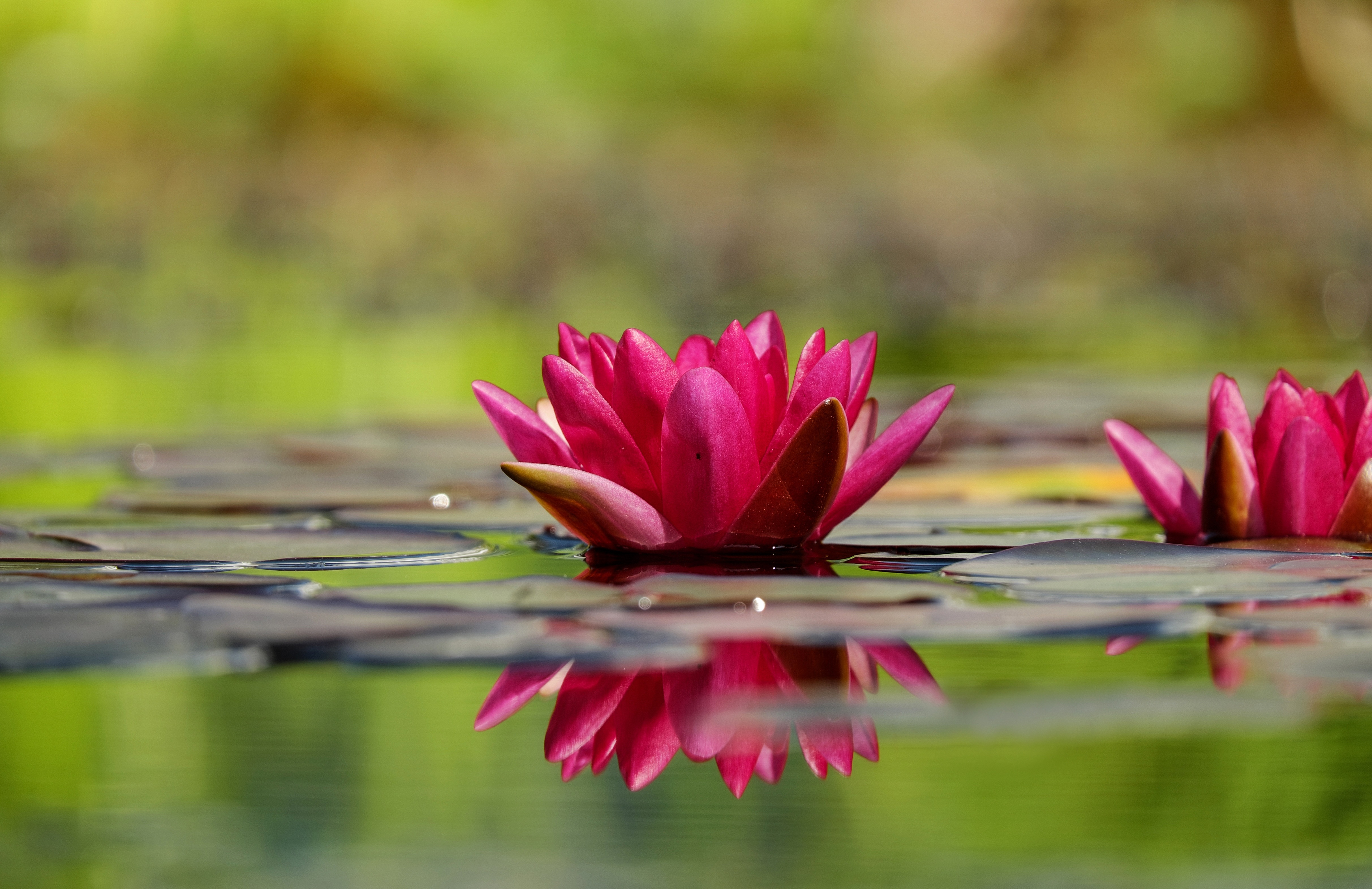 Download mobile wallpaper Nature, Flowers, Reflection, Flower, Earth, Water Lily, Pink Flower for free.