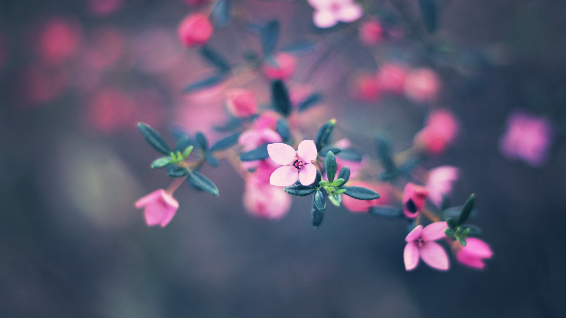 無料モバイル壁紙ピンクの花, 閉じる, フラワーズ, 花, 地球をダウンロードします。