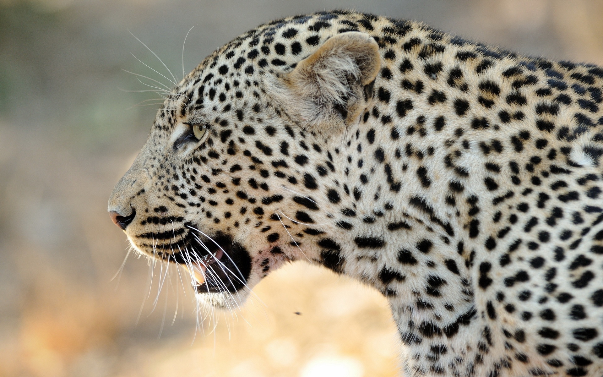 Handy-Wallpaper Leopard, Katzen, Tiere kostenlos herunterladen.