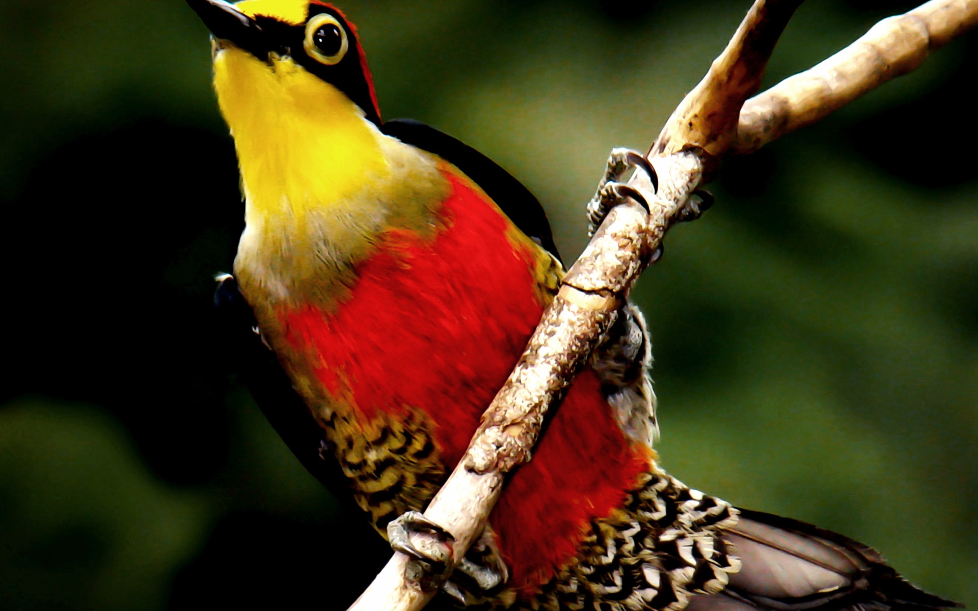animal, woodpecker, bird, yellow fronted woodpecker, birds