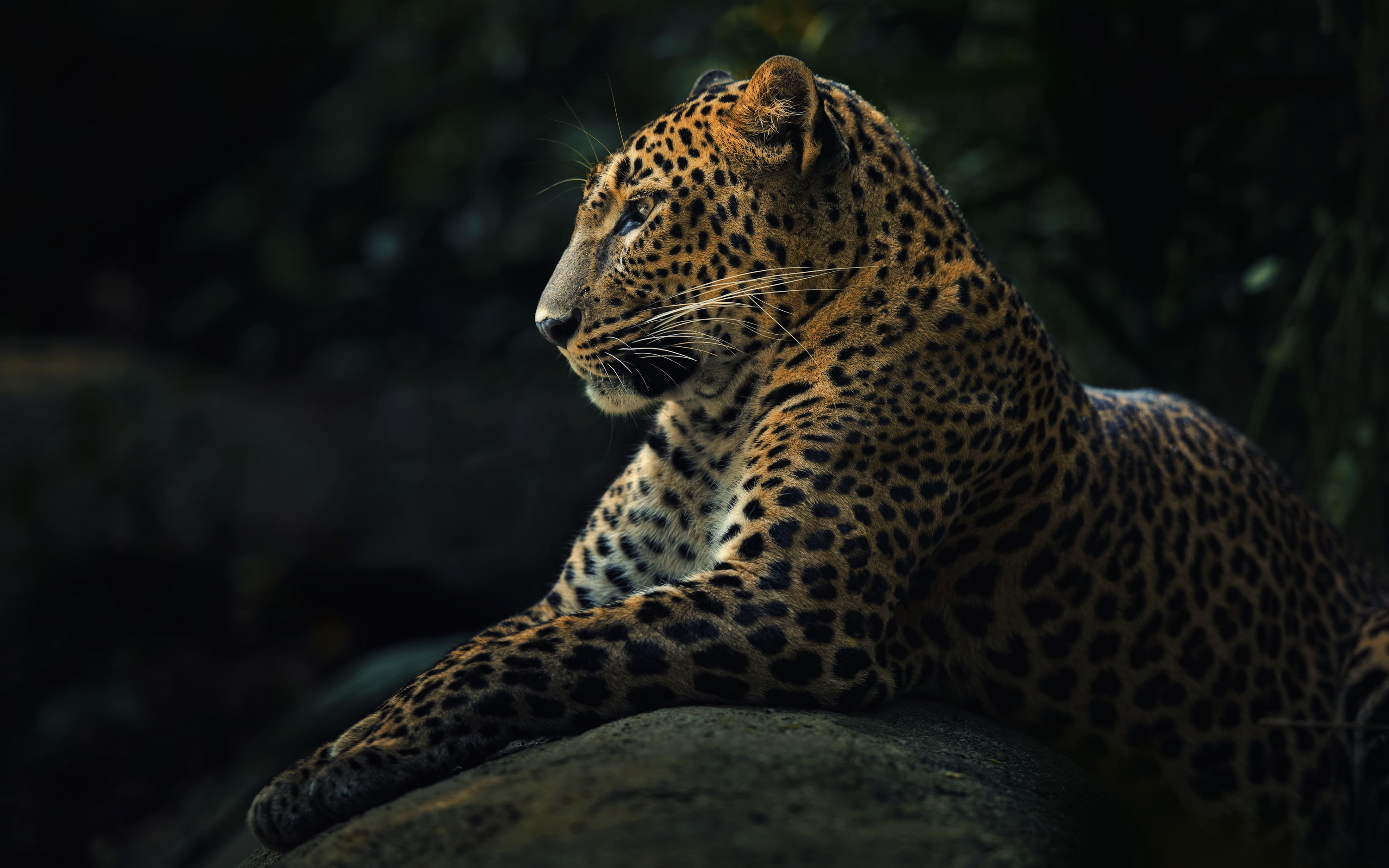 Free download wallpaper Cats, Leopard, Animal on your PC desktop