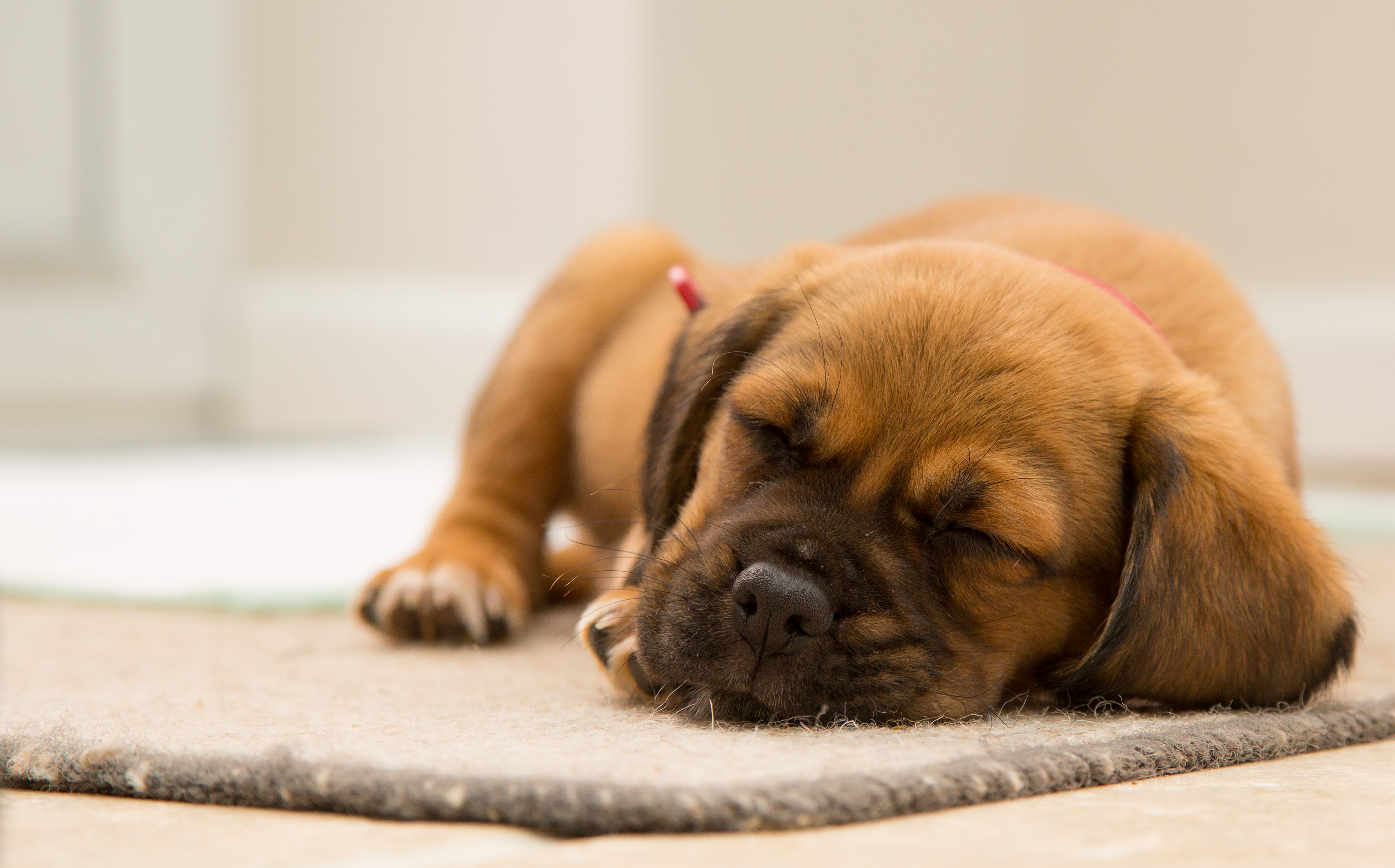 Free download wallpaper Dogs, Dog, Muzzle, Animal, Puppy, Sleeping, Baby Animal on your PC desktop