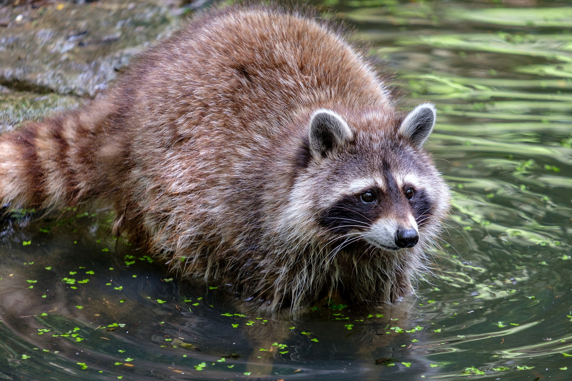 Free download wallpaper Animal, Raccoon on your PC desktop