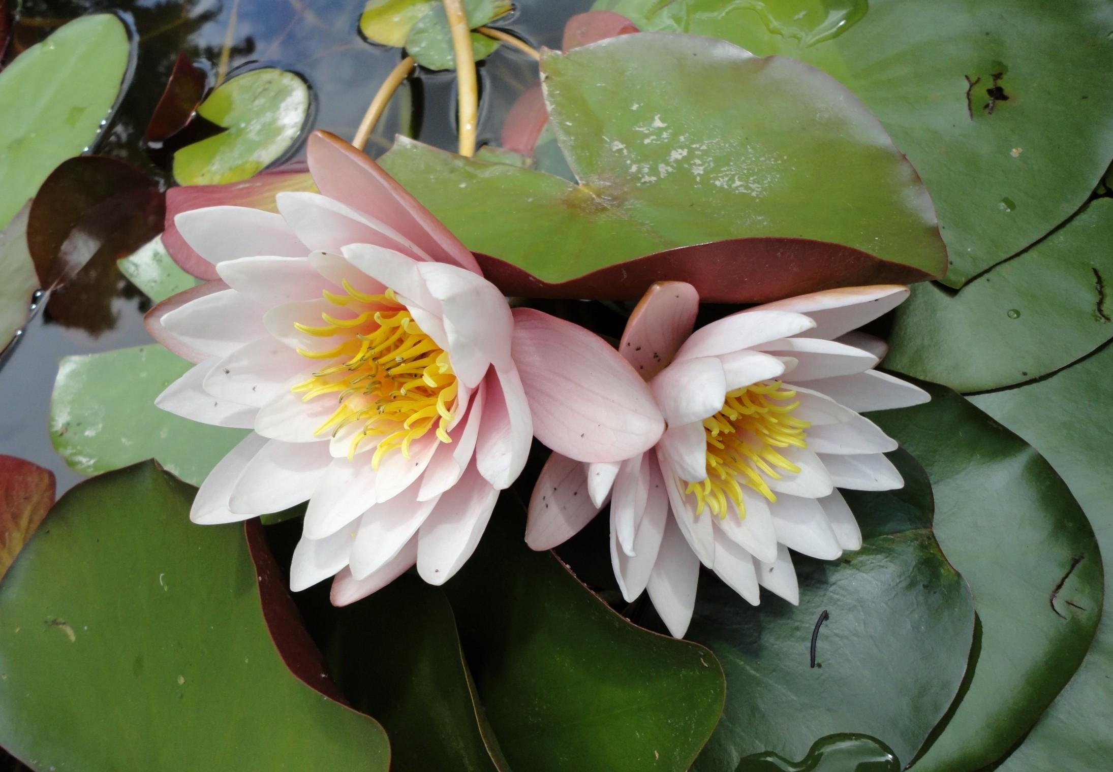 Free download wallpaper Flowers, Pair, Water, Leaves, Drops, Water Lilies, Couple on your PC desktop