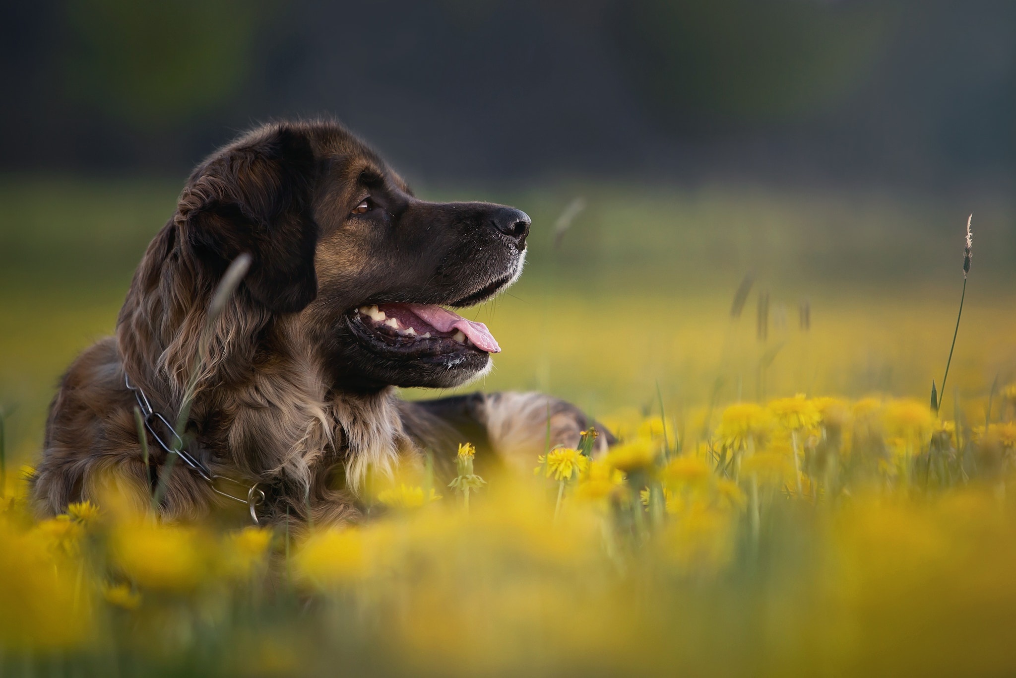 Download mobile wallpaper Dogs, Dog, Animal, Dandelion for free.