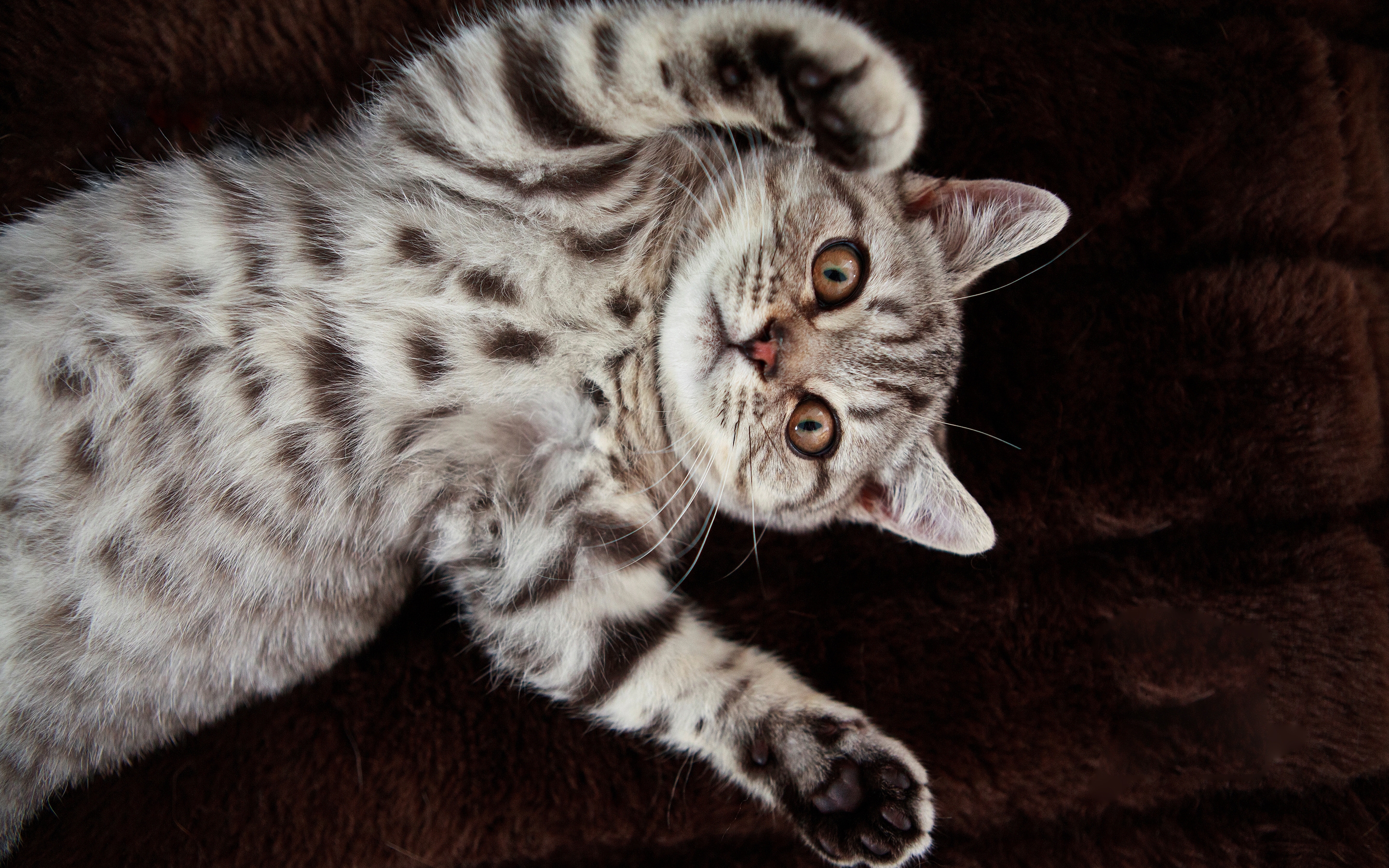 Download mobile wallpaper Spotted, Spotty, To Lie Down, Lie, Playful, Animals, Cat for free.