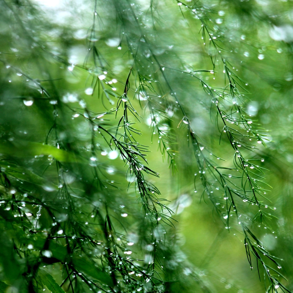 Free download wallpaper Rain, Earth, Dew, Water Drop on your PC desktop