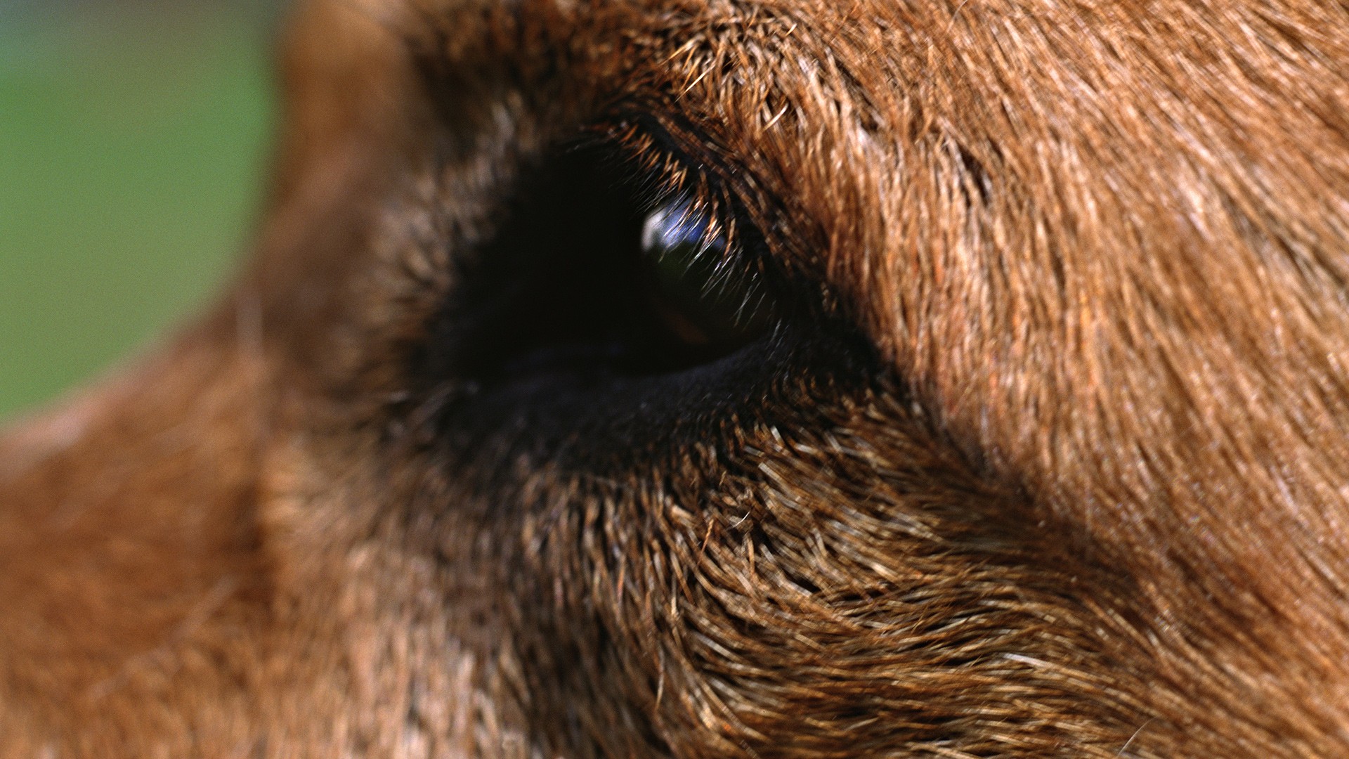 Baixe gratuitamente a imagem Animais, Cães, Cão na área de trabalho do seu PC