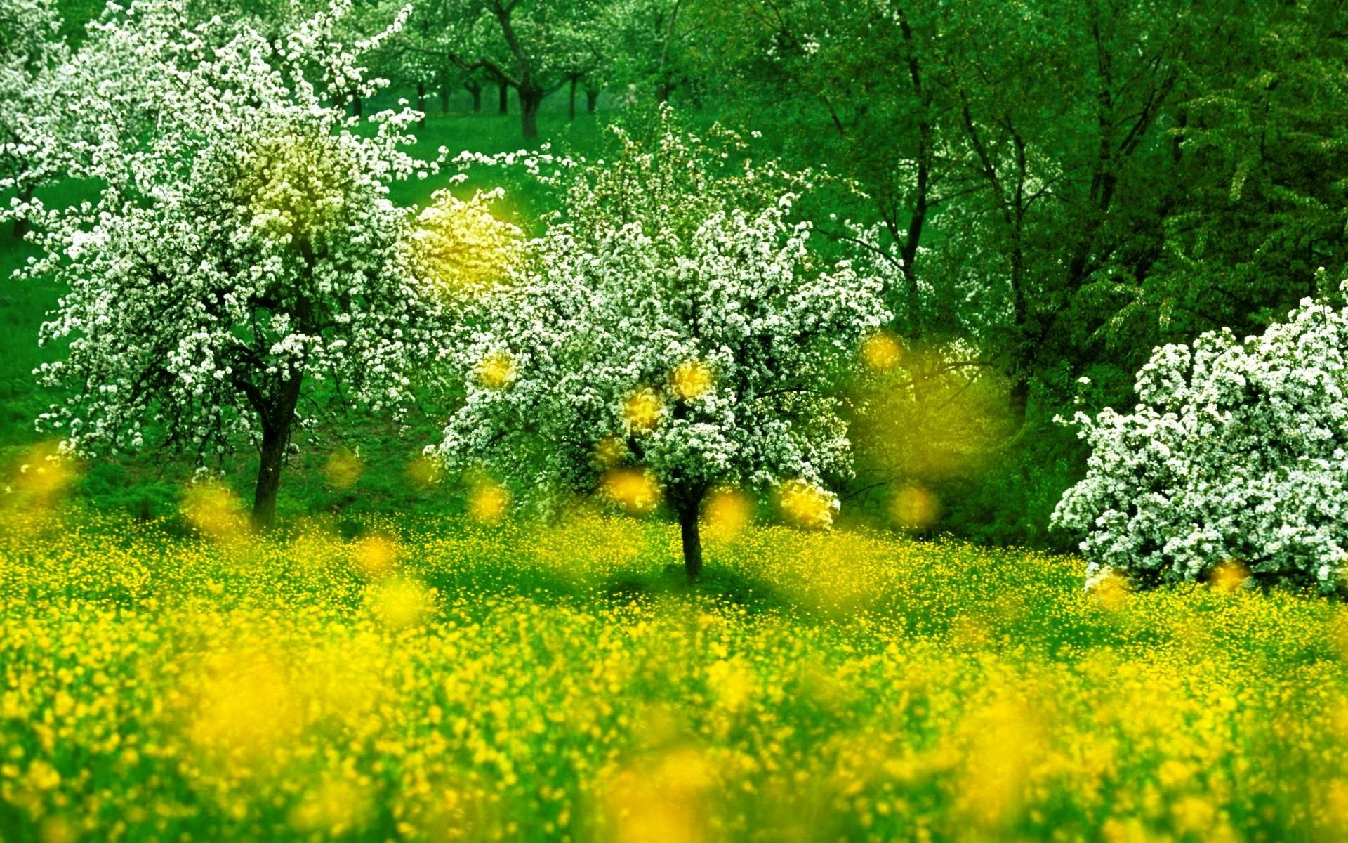 Download mobile wallpaper Tree, Earth, Field, Spring, Yellow Flower, Blossom for free.