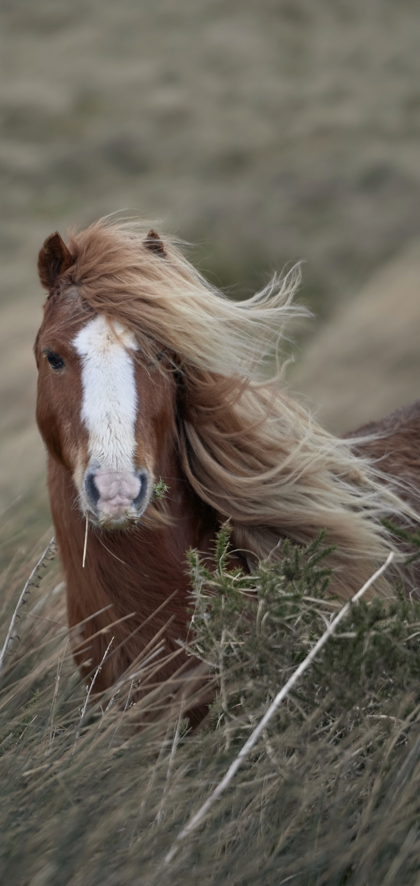 Descarga gratuita de fondo de pantalla para móvil de Animales, Caballo.