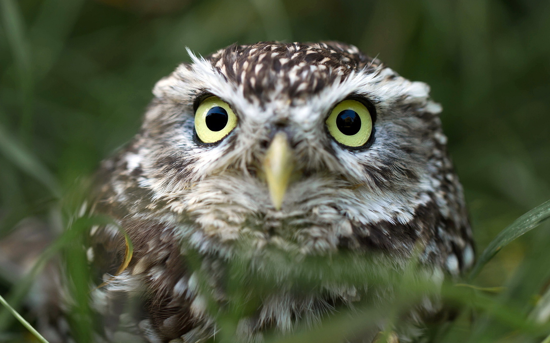 Download mobile wallpaper Owl, Eye, Bird, Birds, Animal for free.