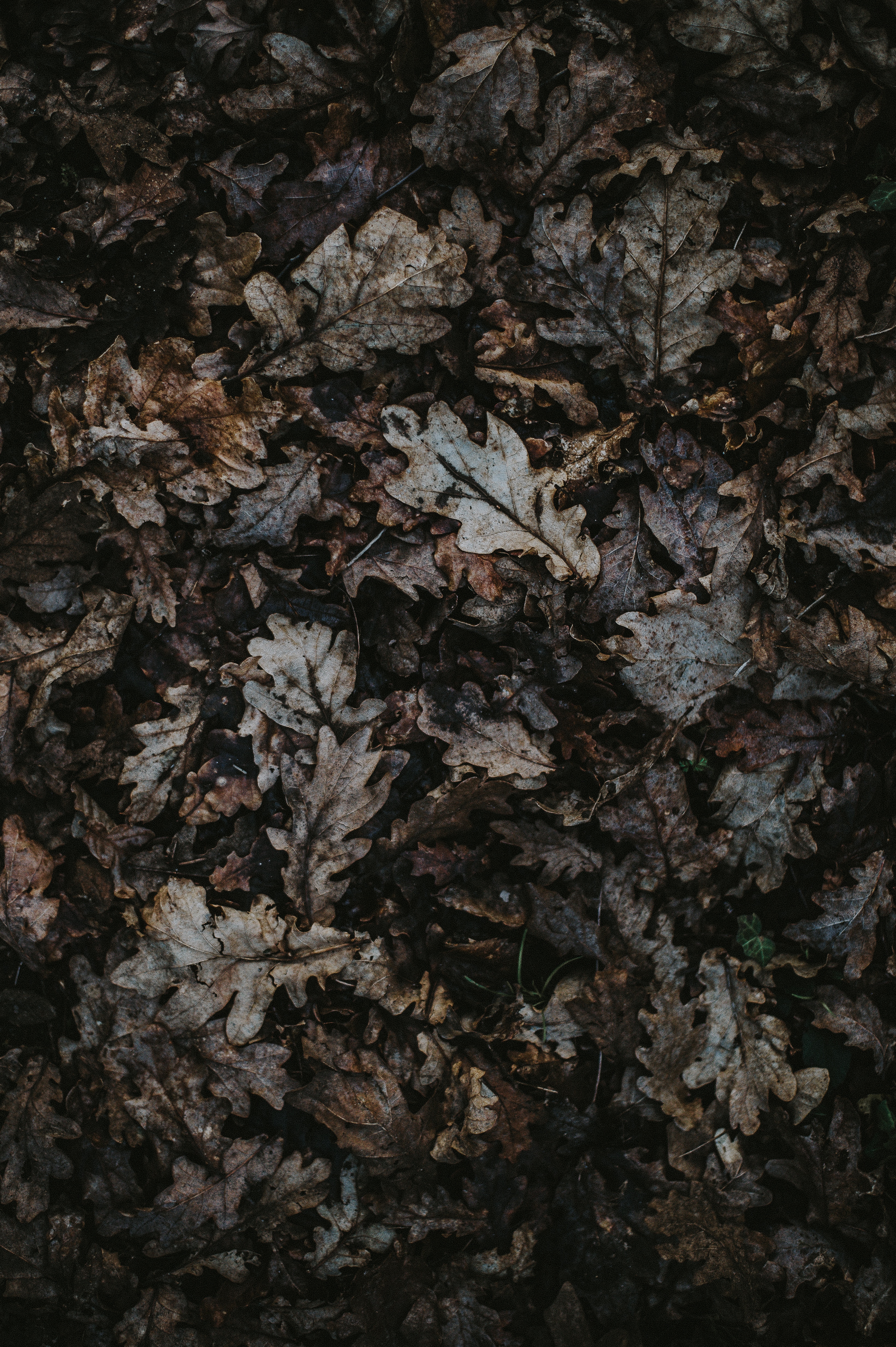 Free download wallpaper Oak, Fallen, Leaves, Nature, Autumn on your PC desktop