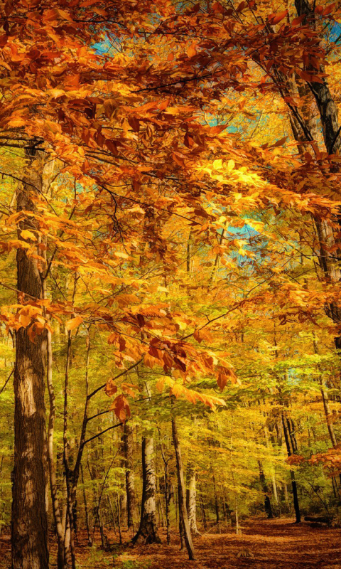 Скачать картинку Осень, Лес, Дерево, Земля, Желтый, Жёлтый, Падать, Земля/природа в телефон бесплатно.