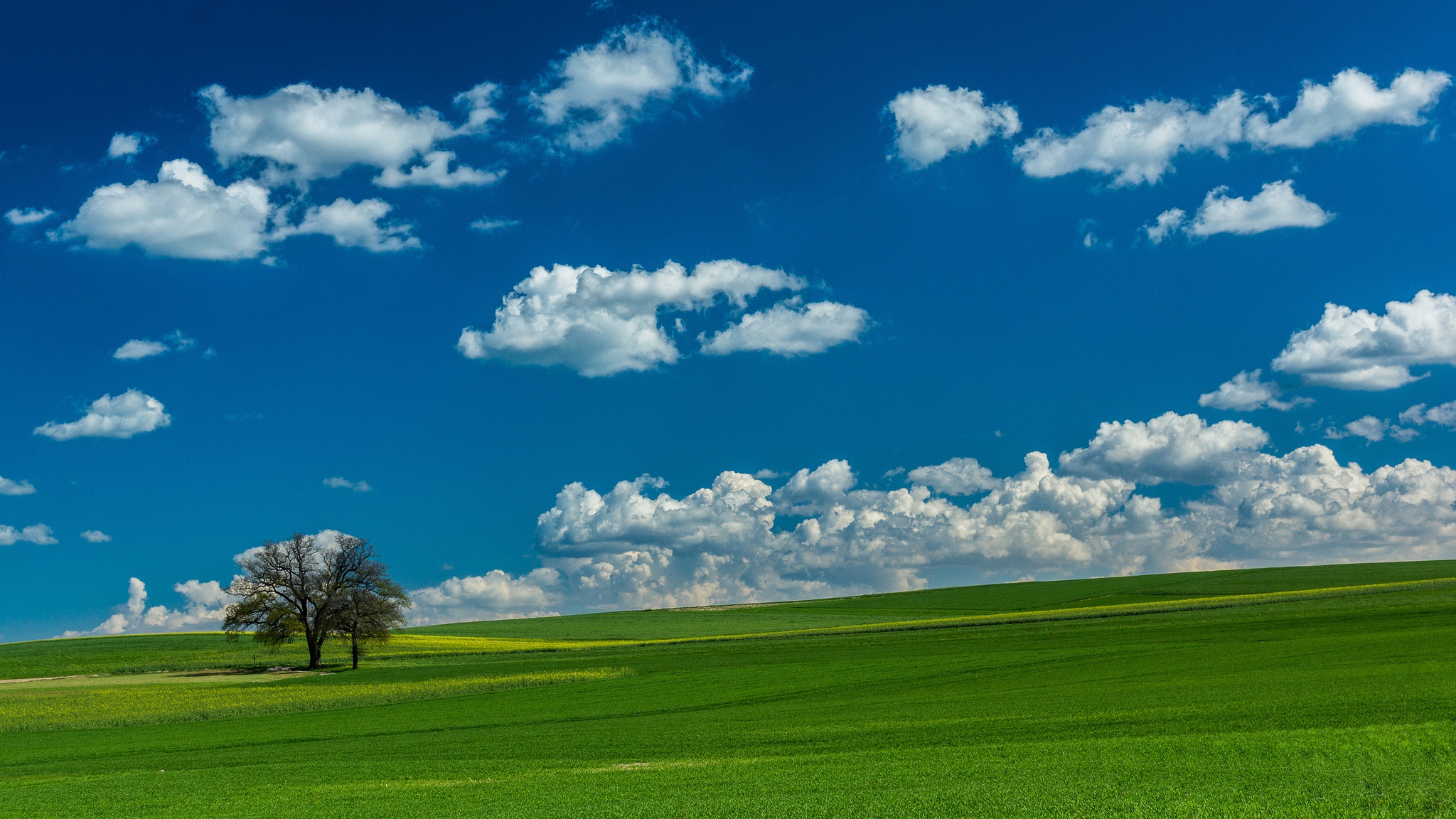 Download mobile wallpaper Nature, Sky, Summer, Tree, Earth, Field, Cloud for free.